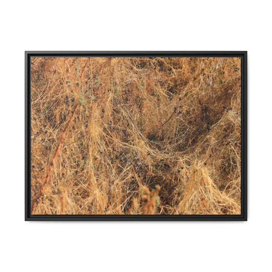 Dried Vegetation Study - Unique Stretched Canvas Wall Art - Art By Earth