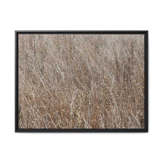 Dry Grass Symphony - Unique Stretched Canvas Wall Art - Art By Earth