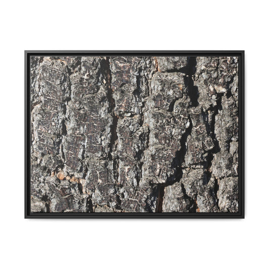 Bark Study in Gray - Unique Stretched Canvas Wall Art - Art By Earth