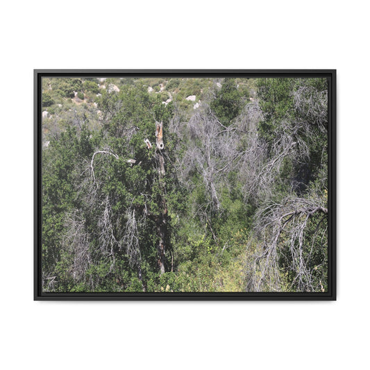 Forest Decline - Unique Stretched Canvas Wall Art