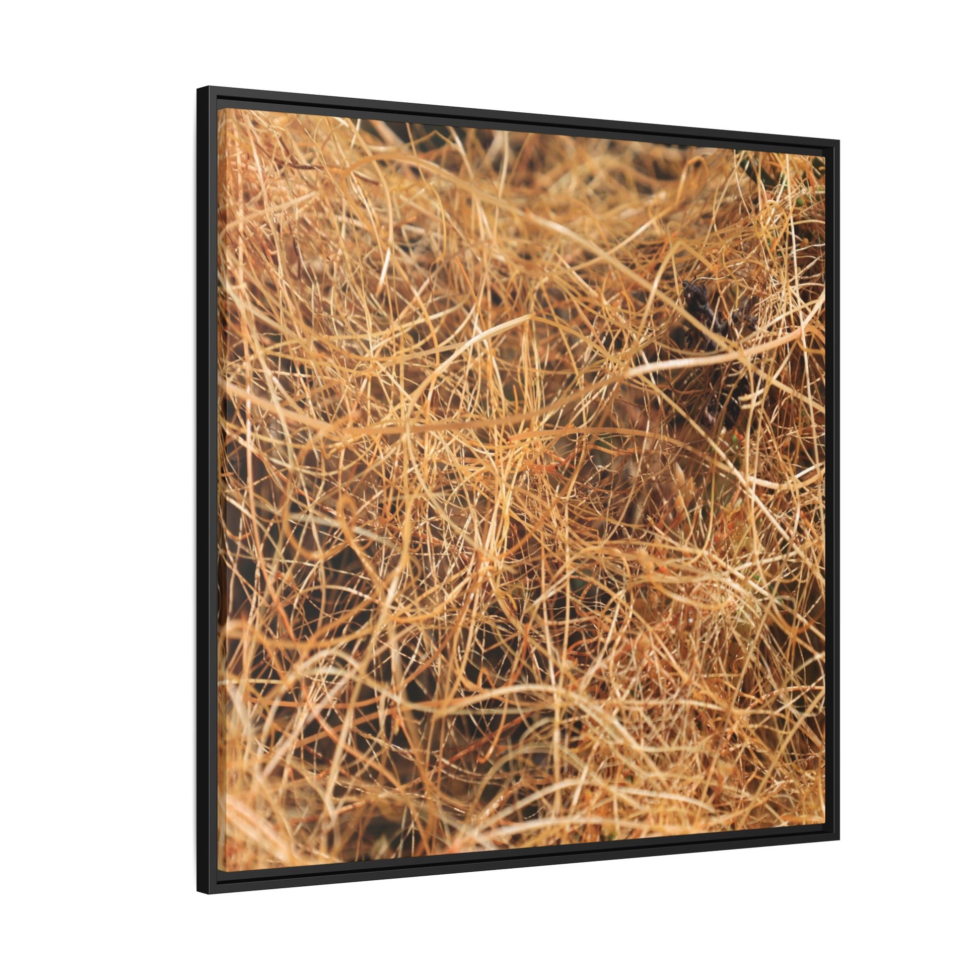 Dried Grass - Unique Stretched Canvas Wall Art - Art By Earth