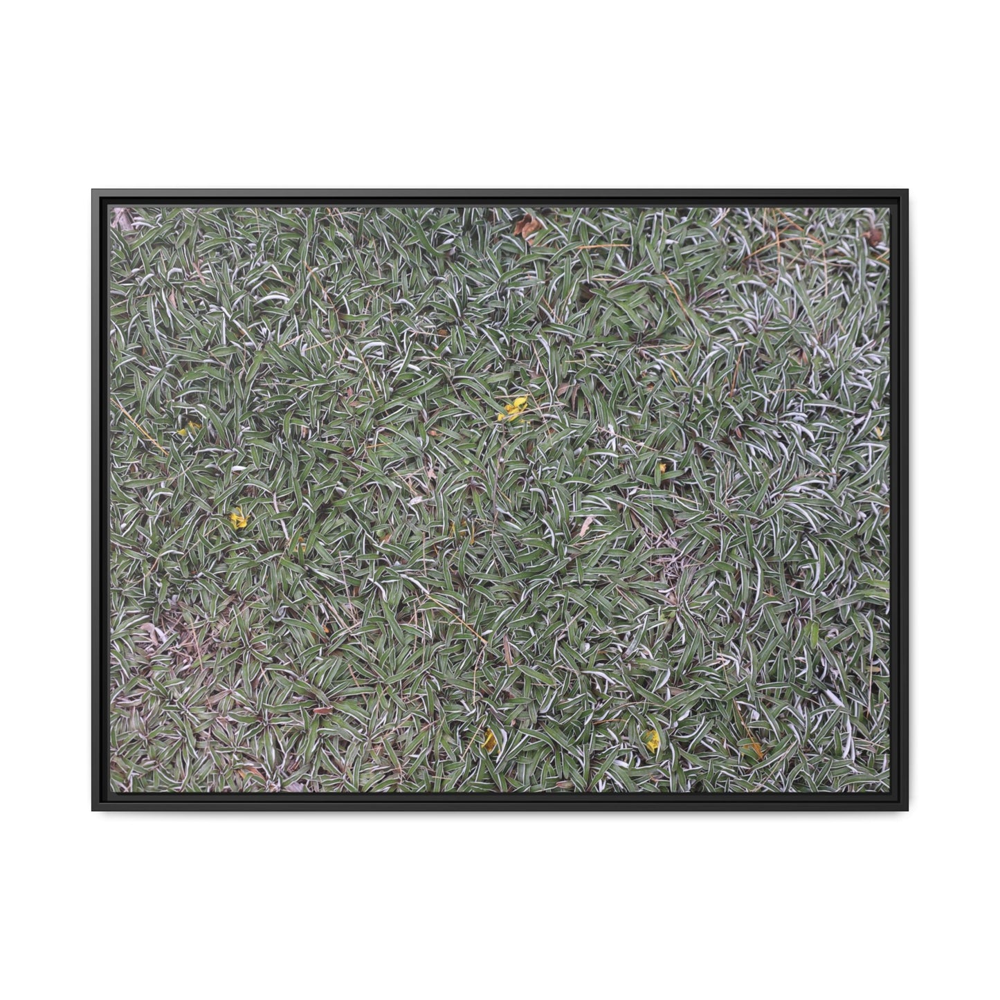 Grassy Texture - Unique Stretched Canvas Wall Art - Art By Earth