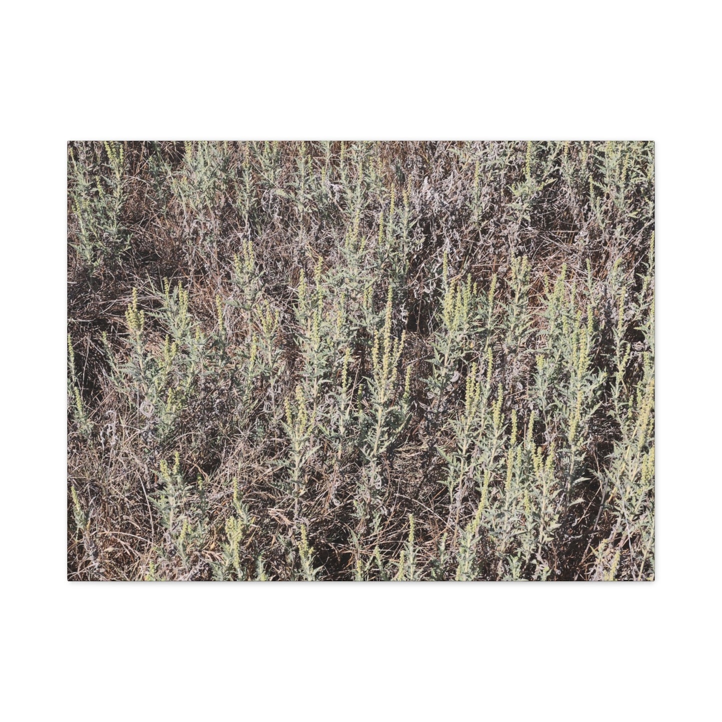 Whispers in the Sage - Unique Stretched Canvas Wall Art - Art By Earth