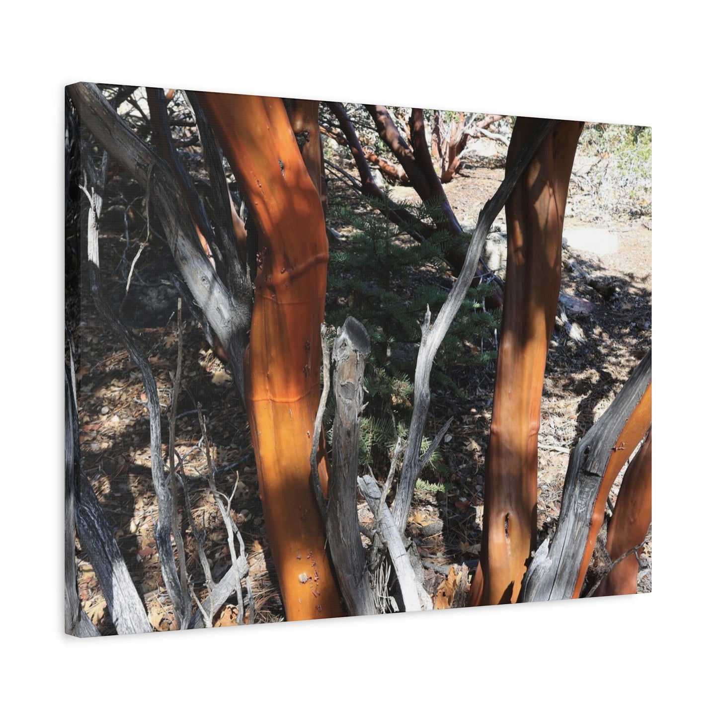 Peeling Bark of Ancient Trees - Unique Frameless Canvas Wall Art