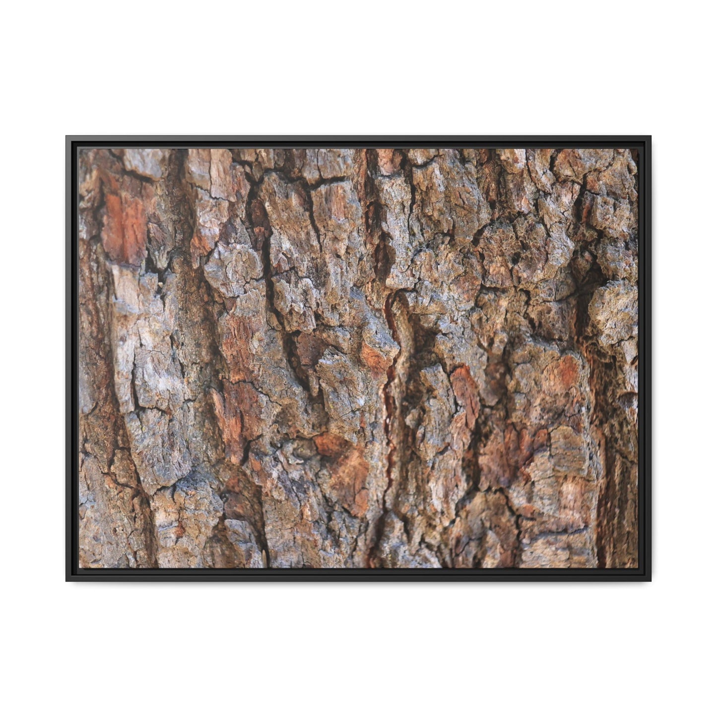 Tree's Timeworn Tale - Unique Stretched Canvas Wall Art - Art By Earth