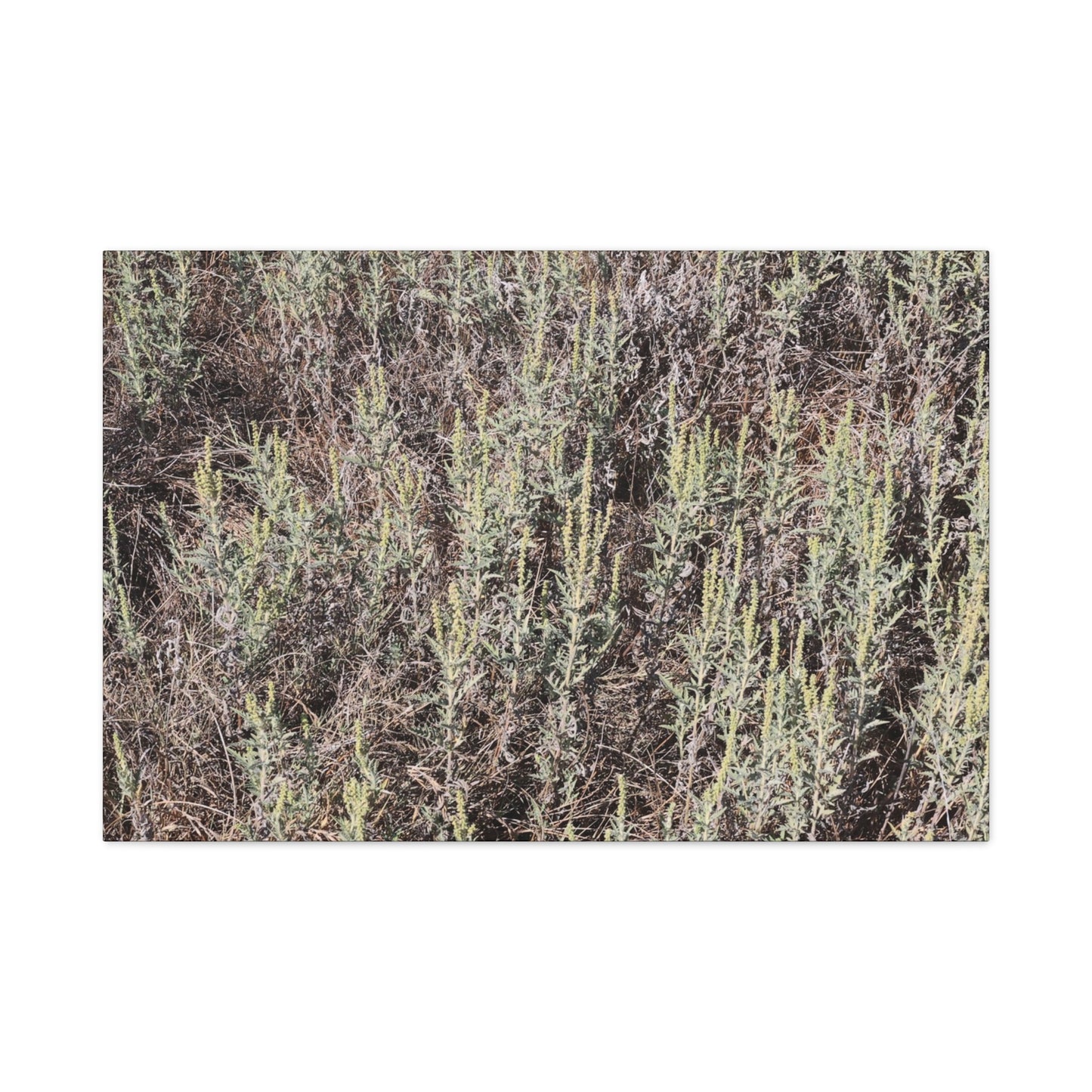 Whispers in the Sage - Unique Stretched Canvas Wall Art - Art By Earth