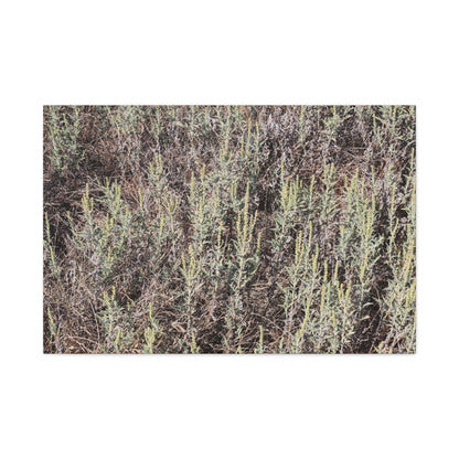 Whispers in the Sage - Unique Stretched Canvas Wall Art - Art By Earth