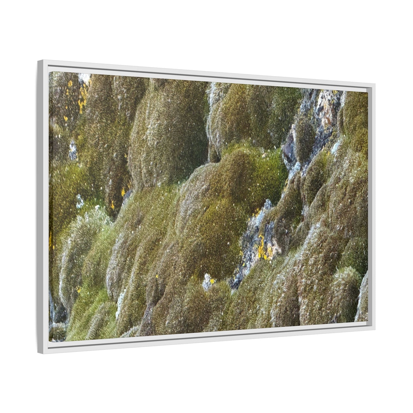 Moss Symphony - Unique Stretched Canvas Wall Art