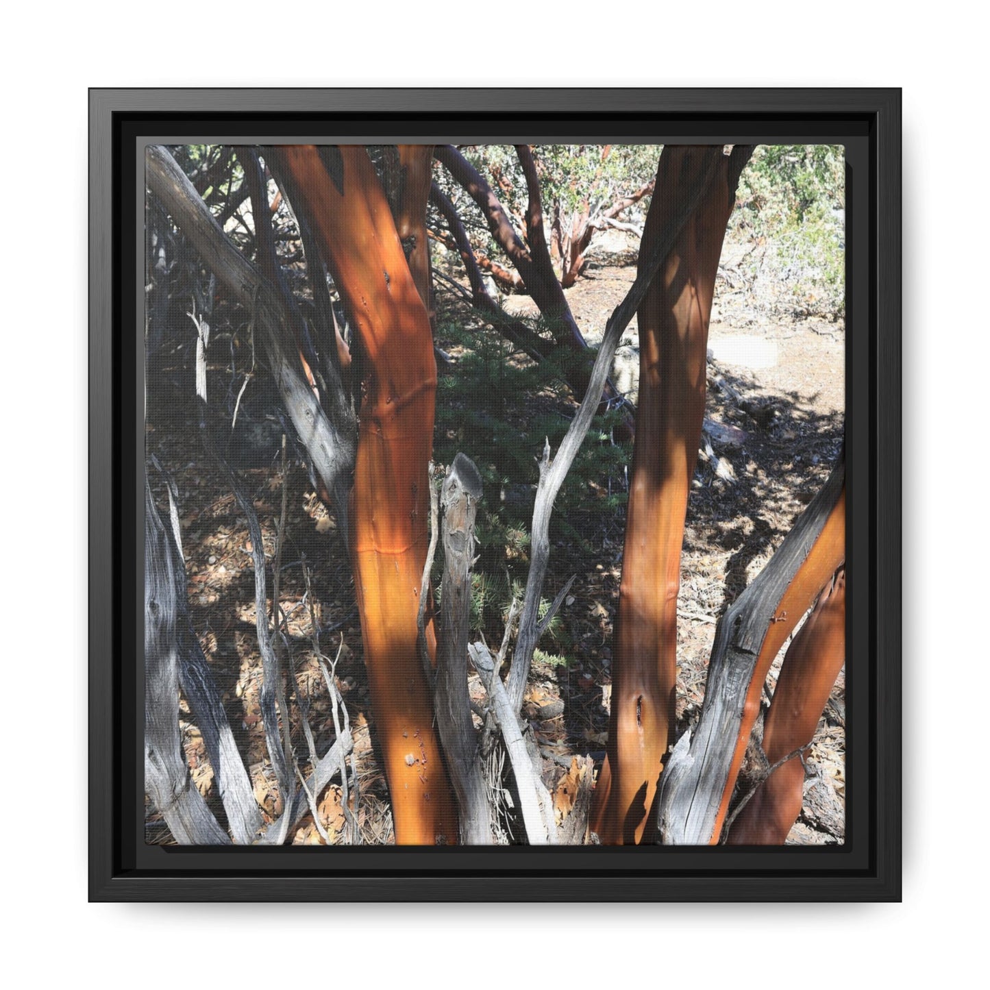 Eucalyptus Grove - Unique Stretched Canvas Wall Art
