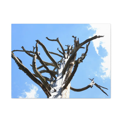 Skeletal Branches Reaching - Unique Frameless Canvas Wall Art - Art By Earth