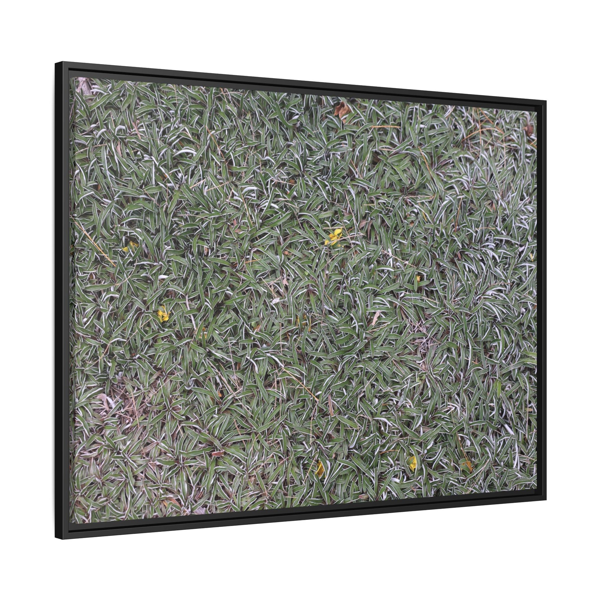 Grassy Texture - Unique Stretched Canvas Wall Art - Art By Earth