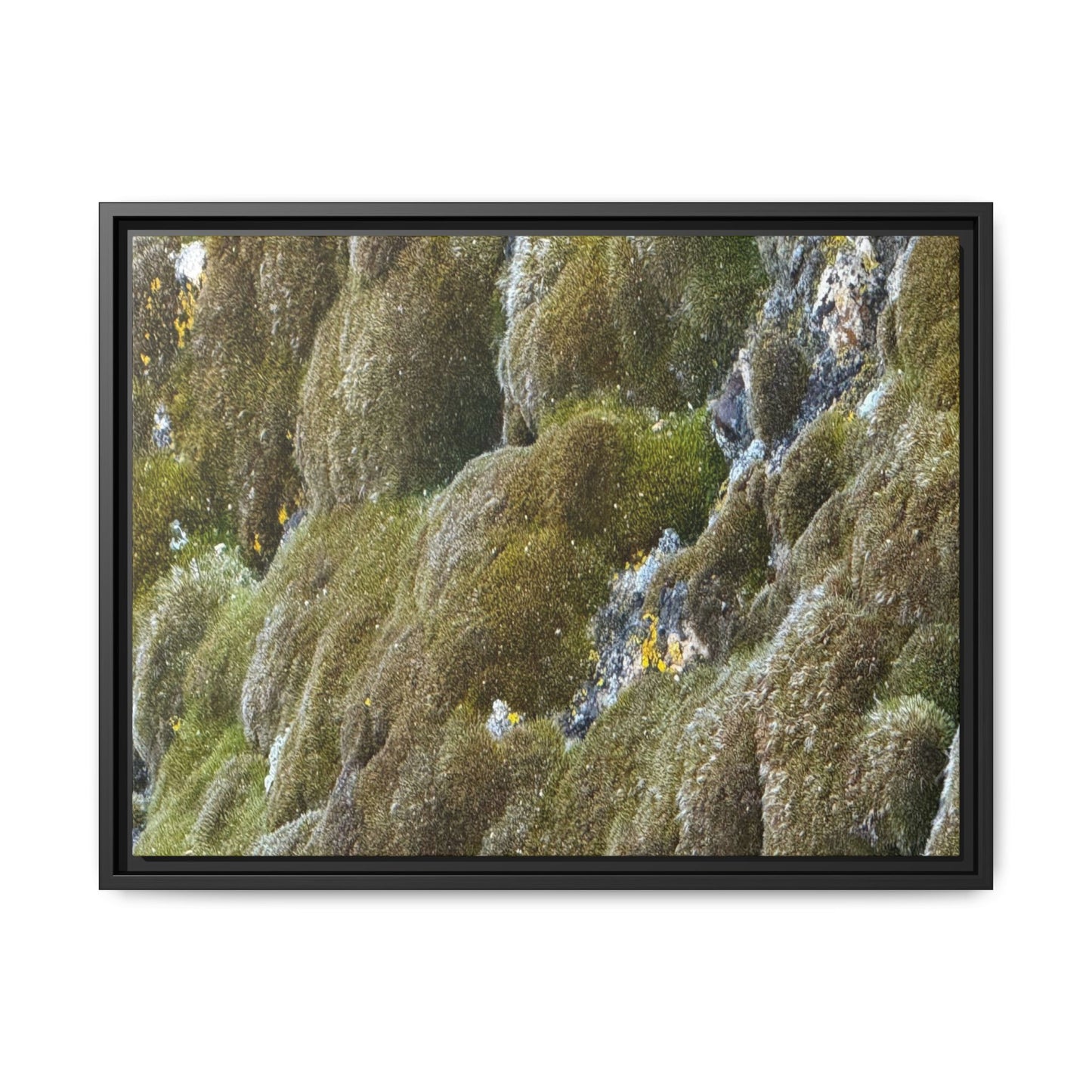 Moss Symphony - Unique Stretched Canvas Wall Art