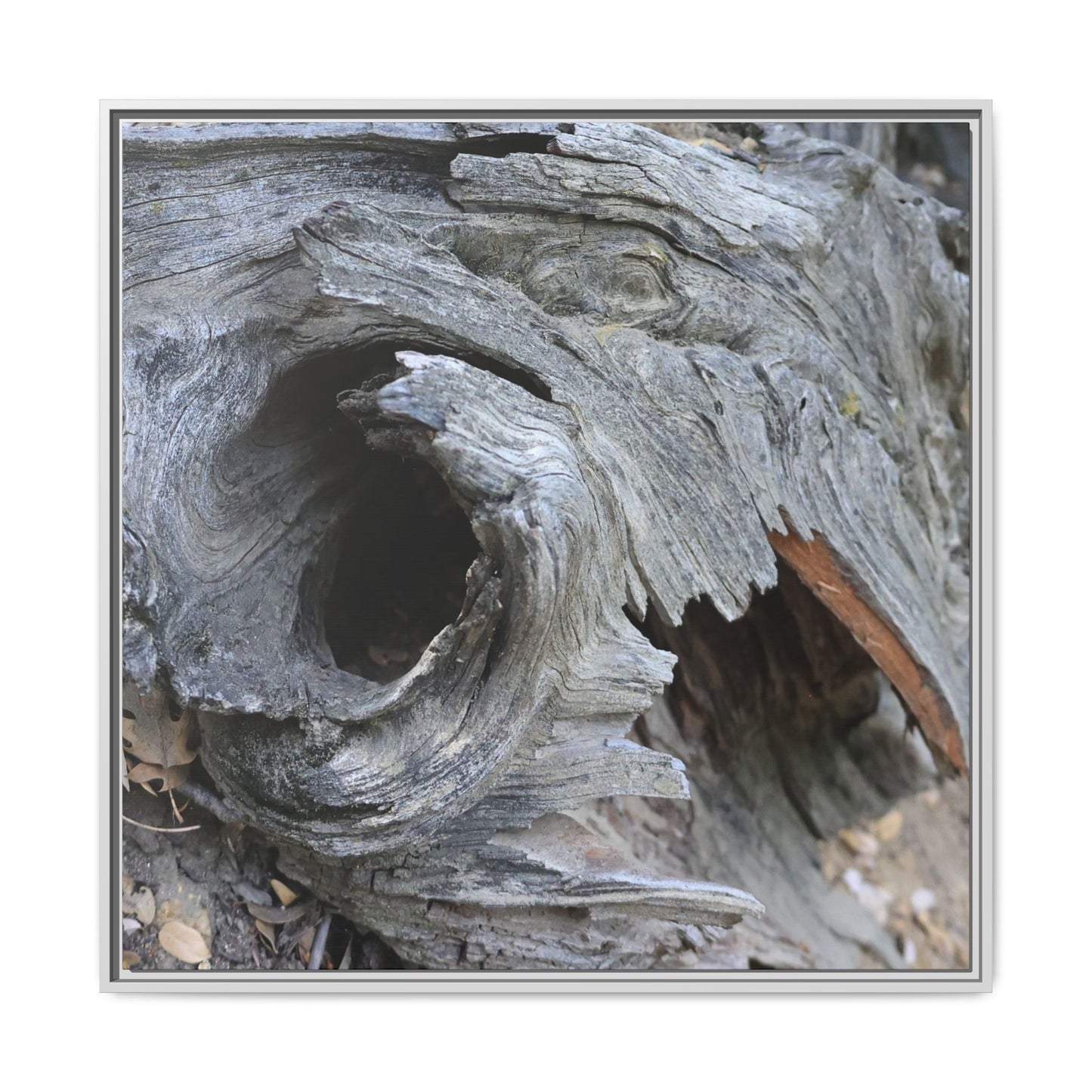Bark's Labyrinth - Unique Stretched Canvas Wall Art - Art By Earth