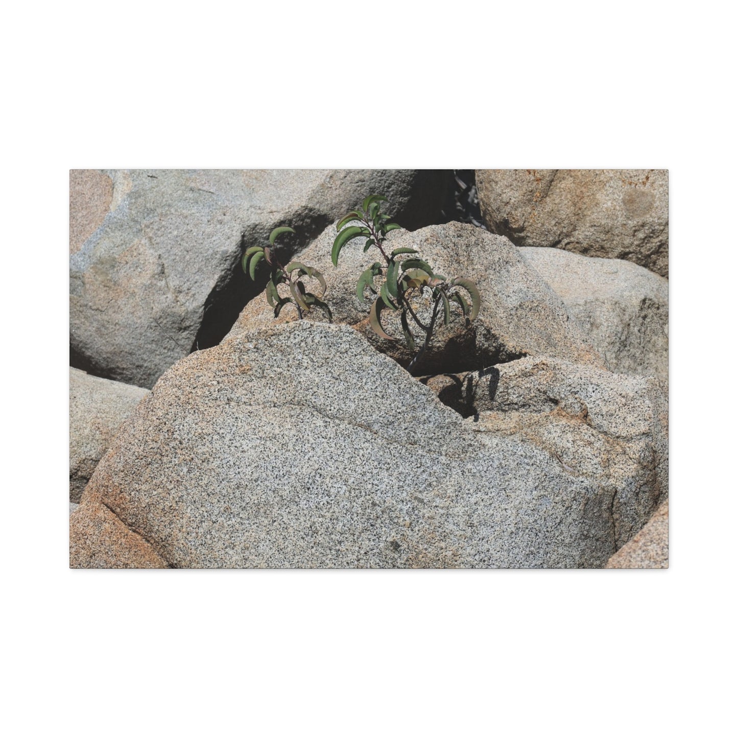 Desert Plant Survives - Unique Frameless Canvas Wall Art