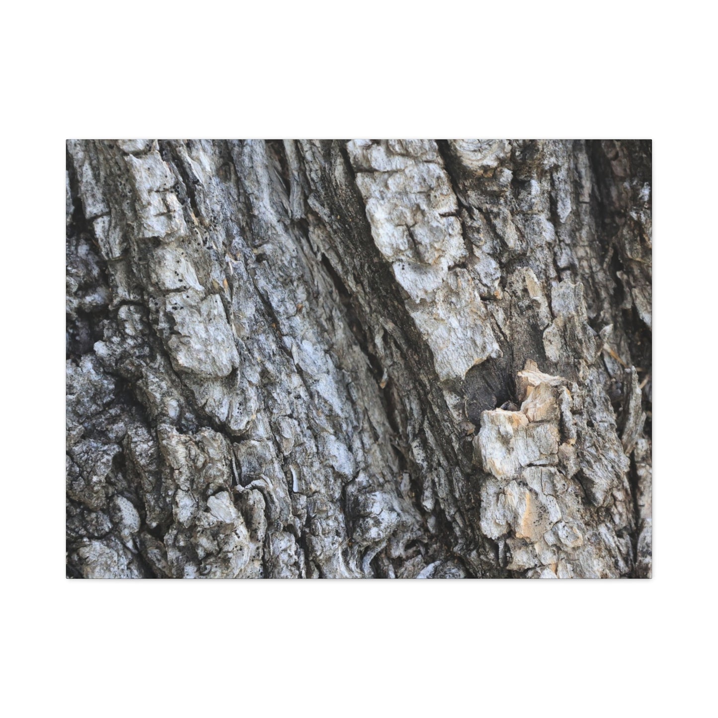 Nature's Rough Embrace - Unique Frameless Canvas Wall Art - Art By Earth