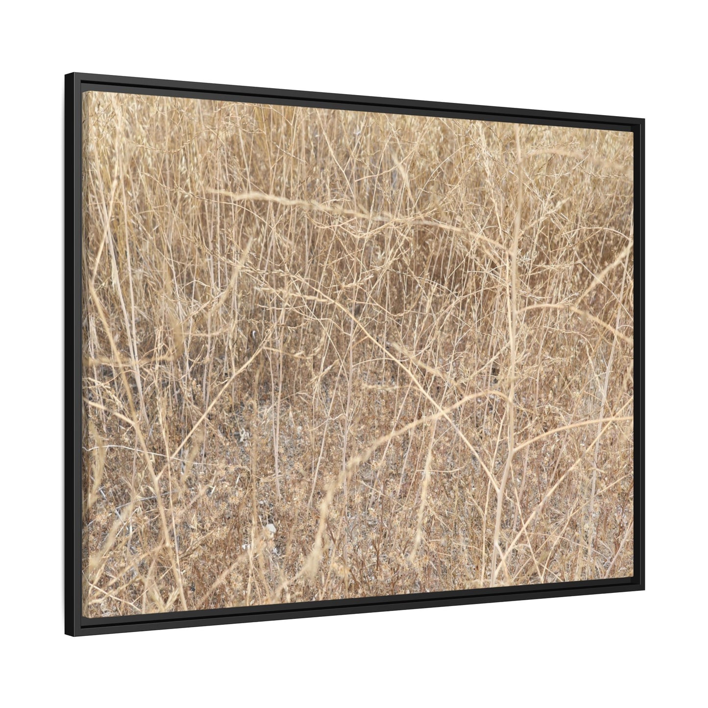 Golden Stalks - Unique Stretched Canvas Wall Art - Art By Earth