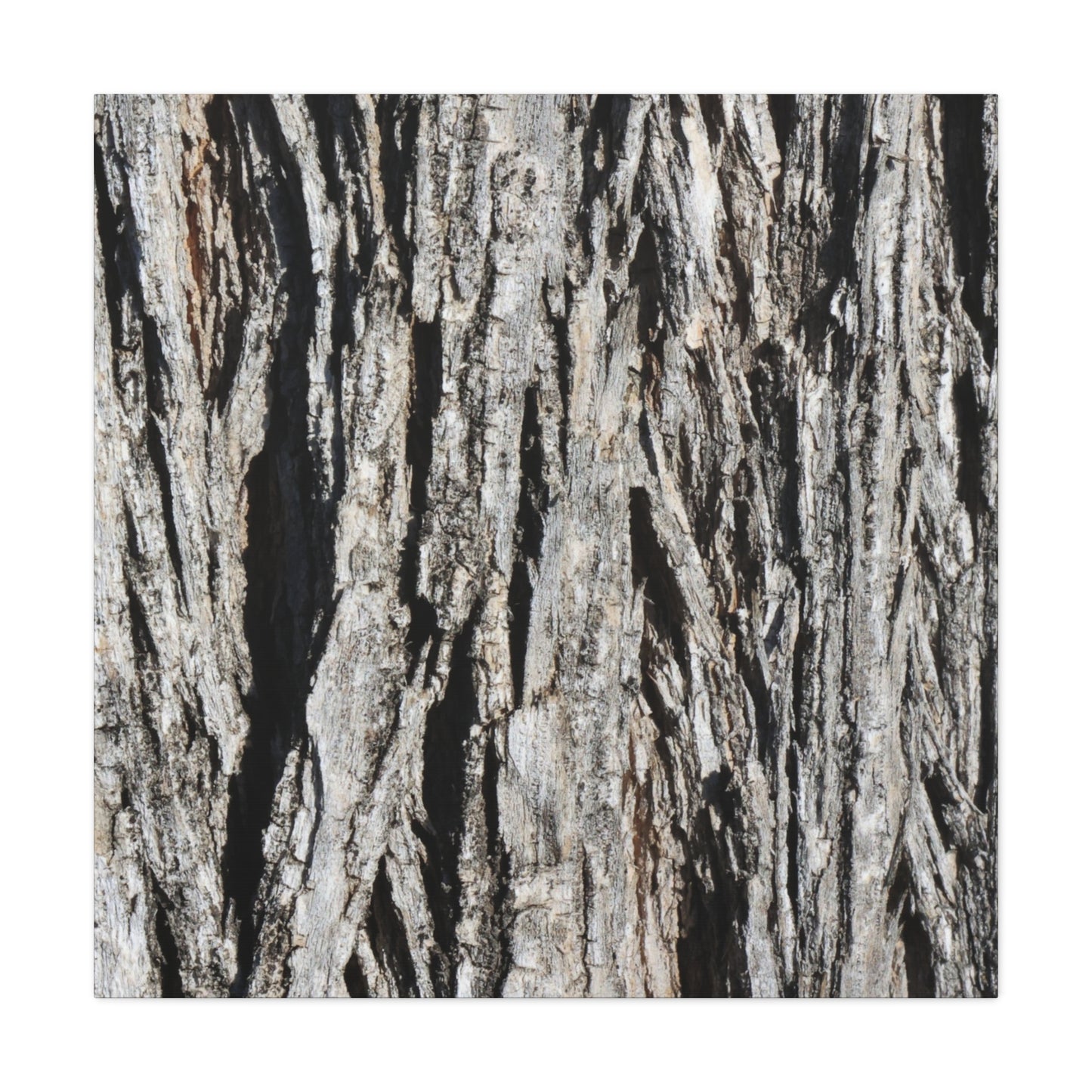 Bark Layers in Monochrome - Unique Frameless Canvas Wall Art - Art By Earth