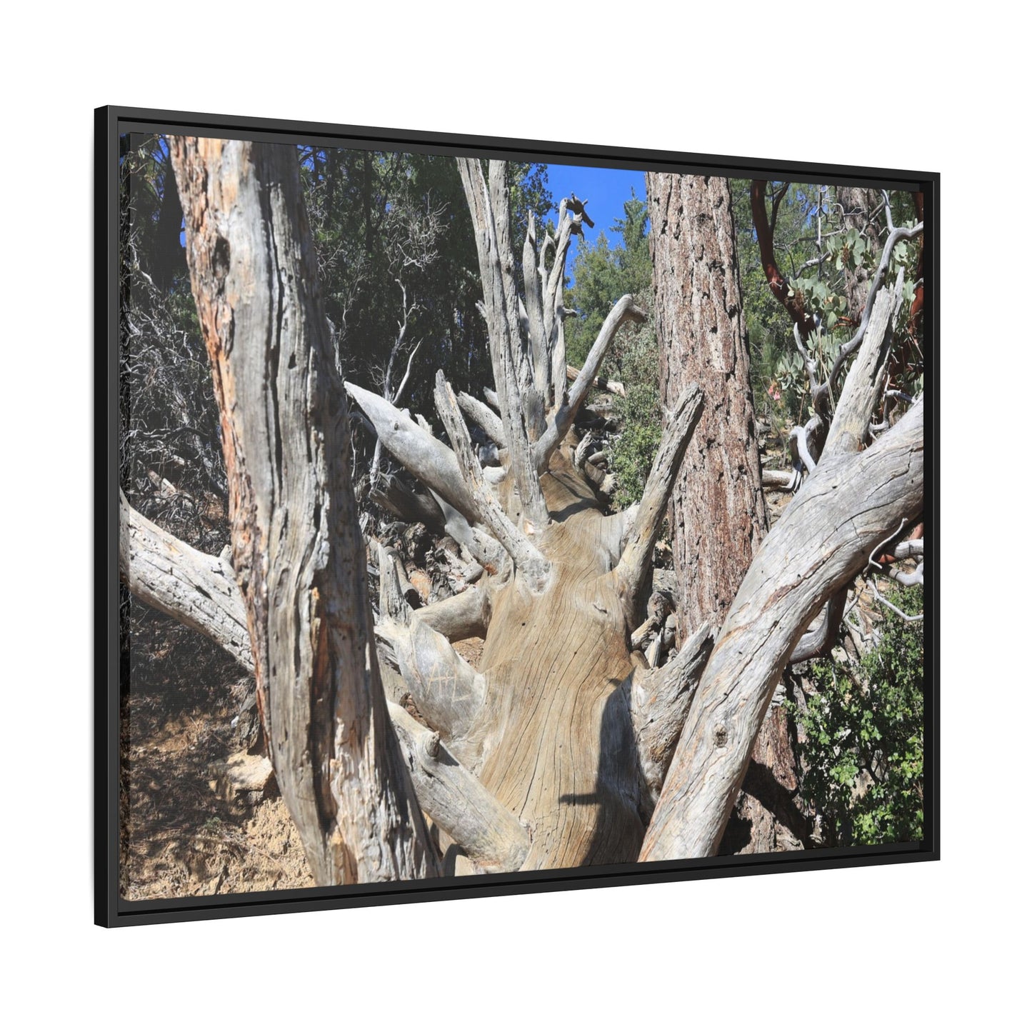 Forest Sentinels - Unique Stretched Canvas Wall Art