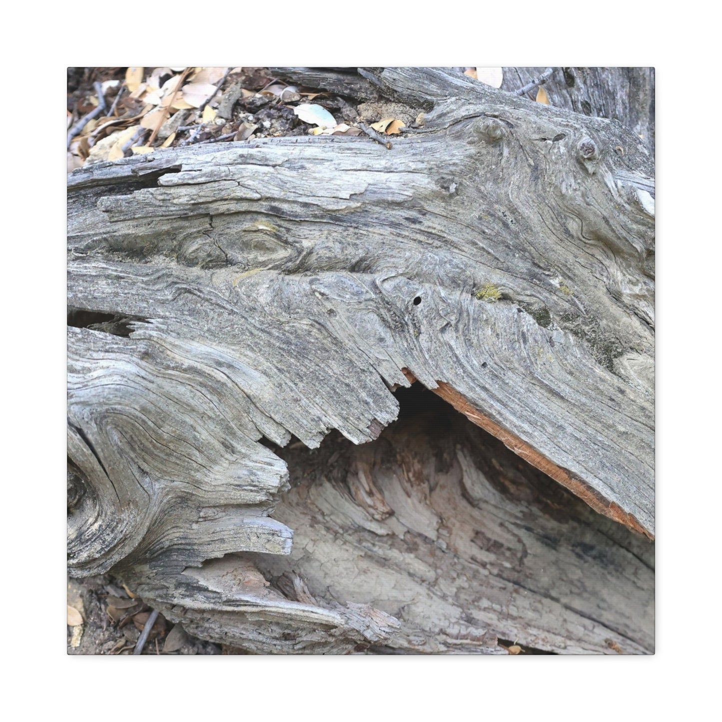 Whispers of Ancient Wood - Unique Frameless Canvas Wall Art - Art By Earth