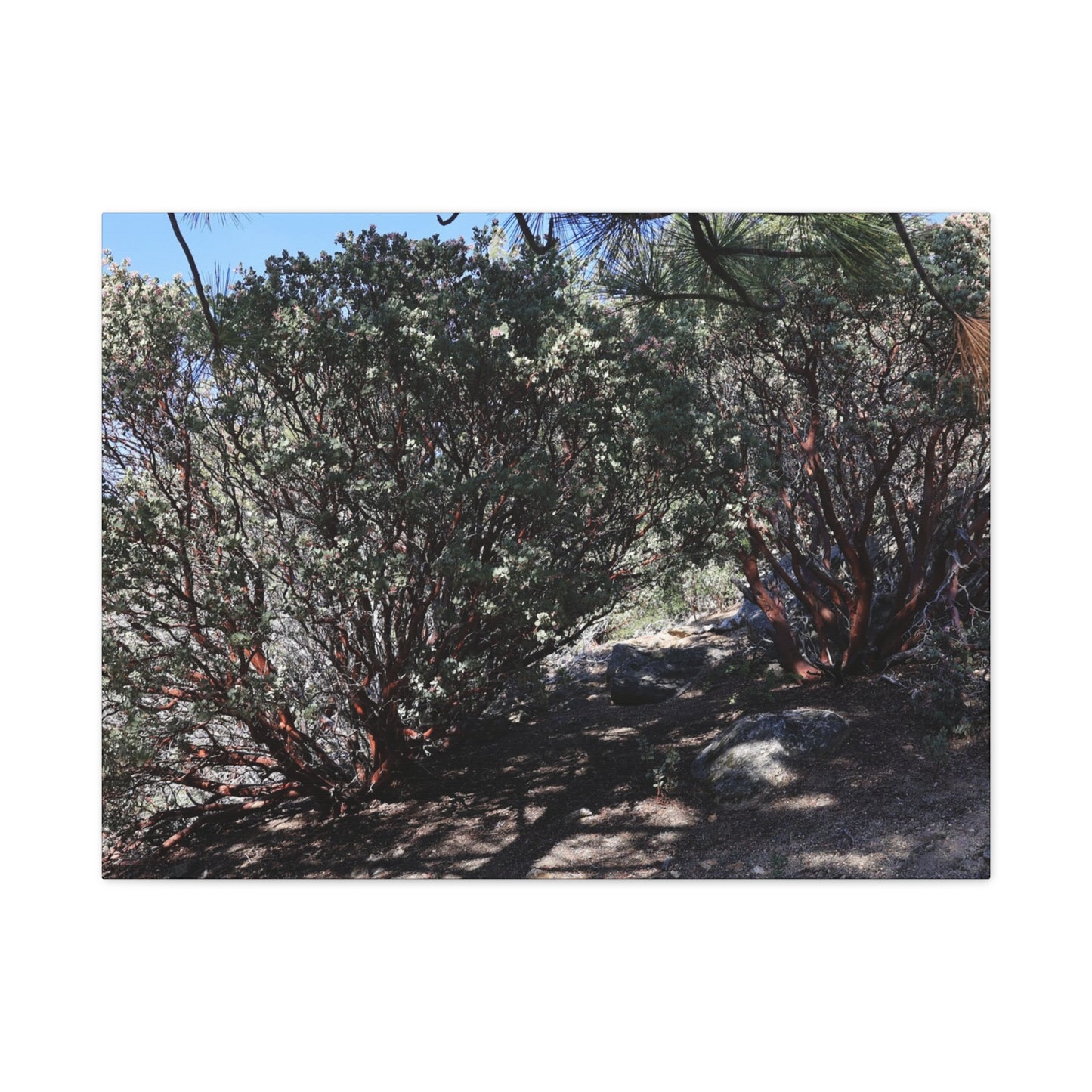 Desert Blooms - Unique Frameless Canvas Wall Art