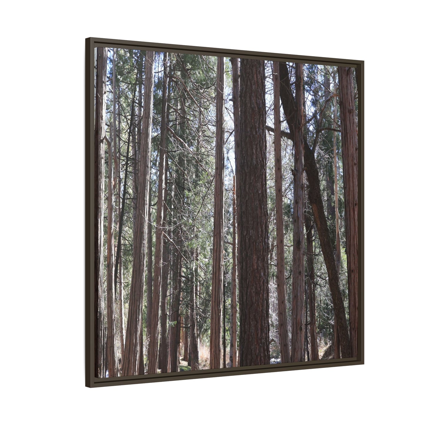 Forest Cathedral - Unique Stretched Canvas Wall Art - Art By Earth