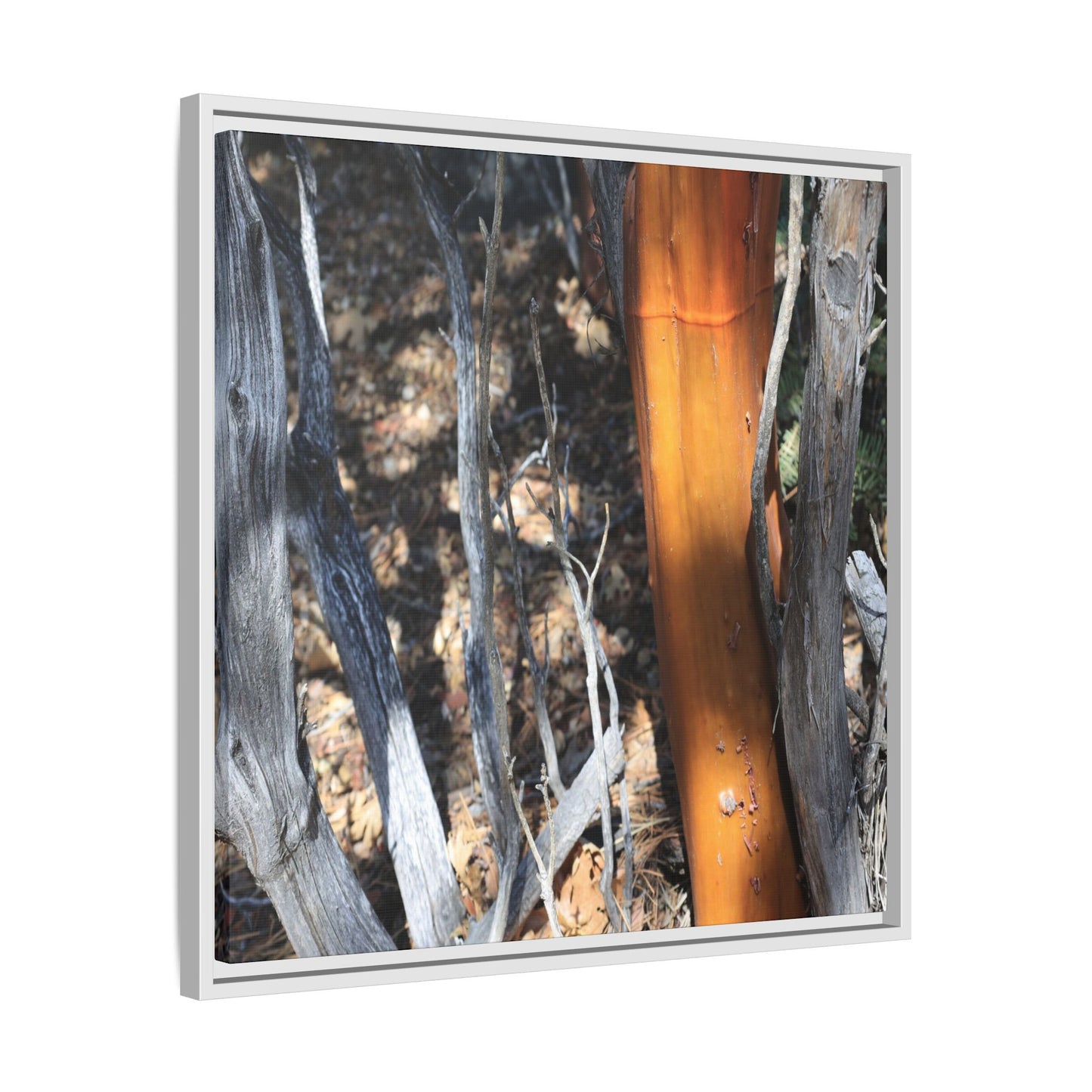 Burnt Trees and Golden Trunk - Unique Stretched Canvas Wall Art