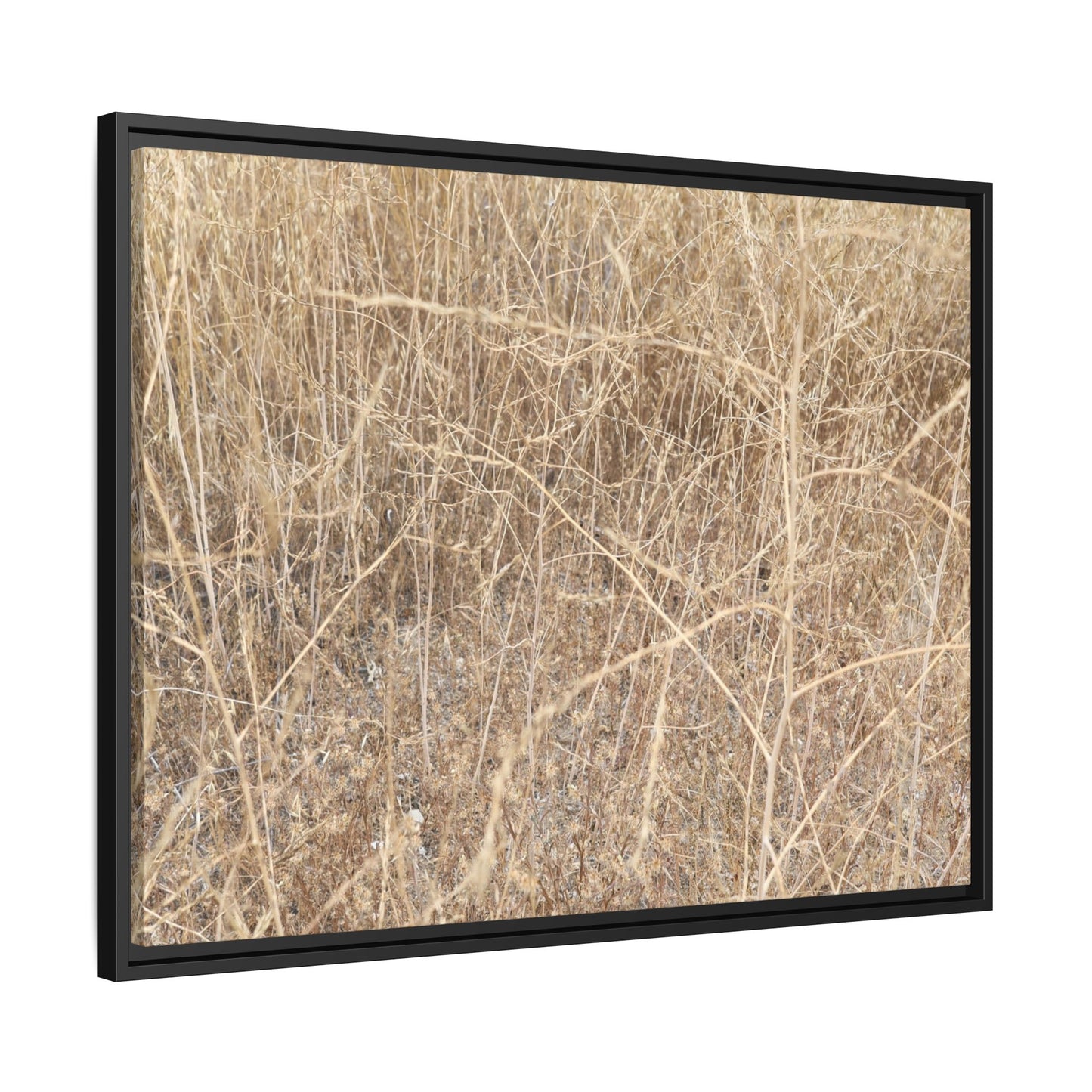 Golden Stalks - Unique Stretched Canvas Wall Art - Art By Earth