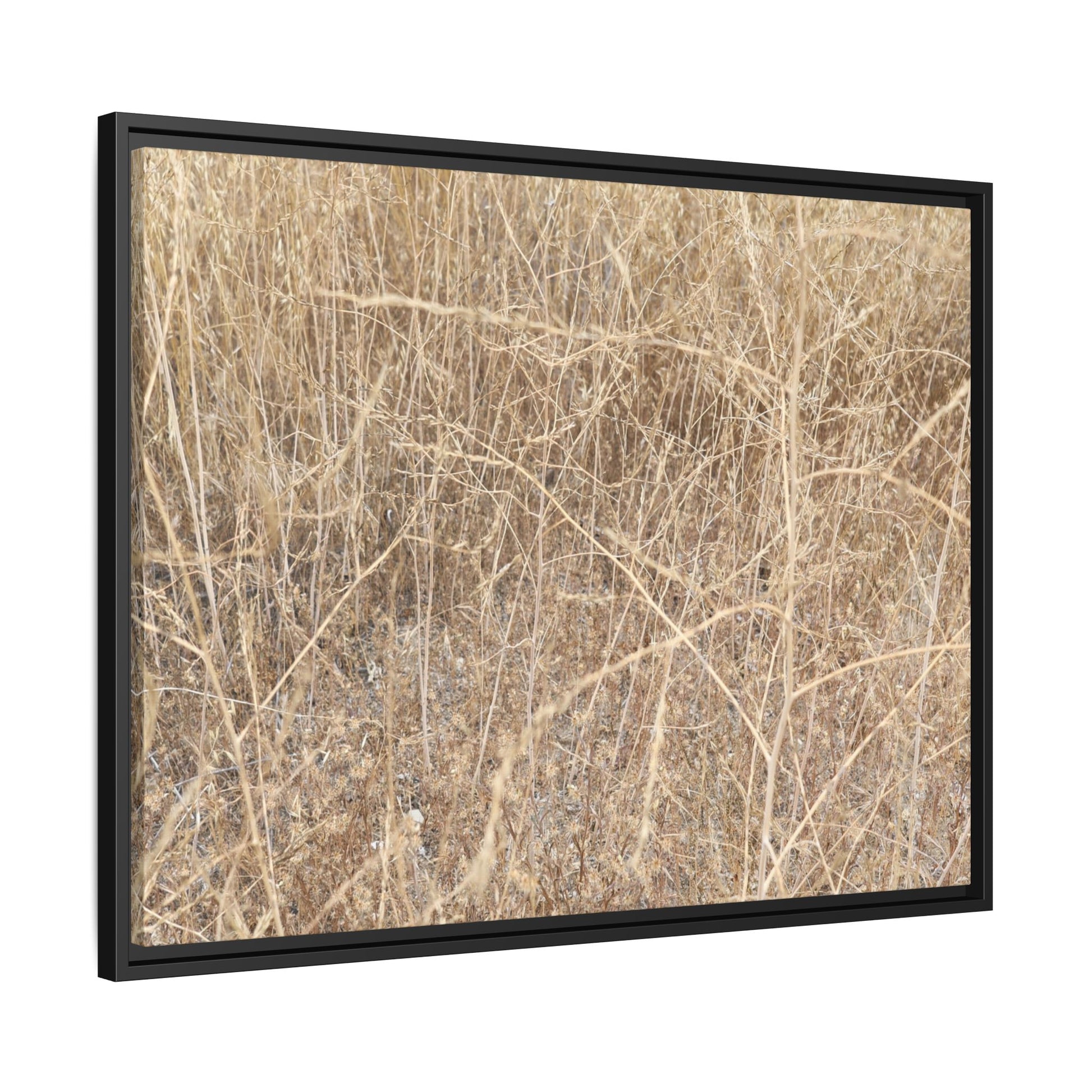 Golden Stalks - Unique Stretched Canvas Wall Art - Art By Earth