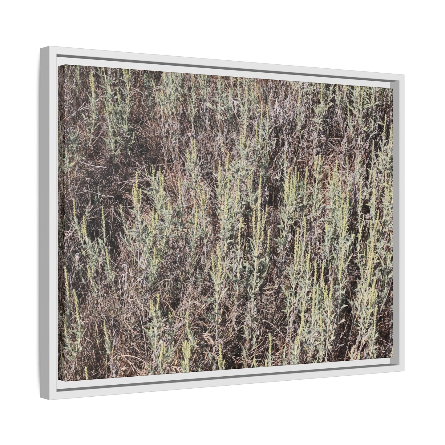 Sage Fields Forever - Unique Stretched Canvas Wall Art - Art By Earth