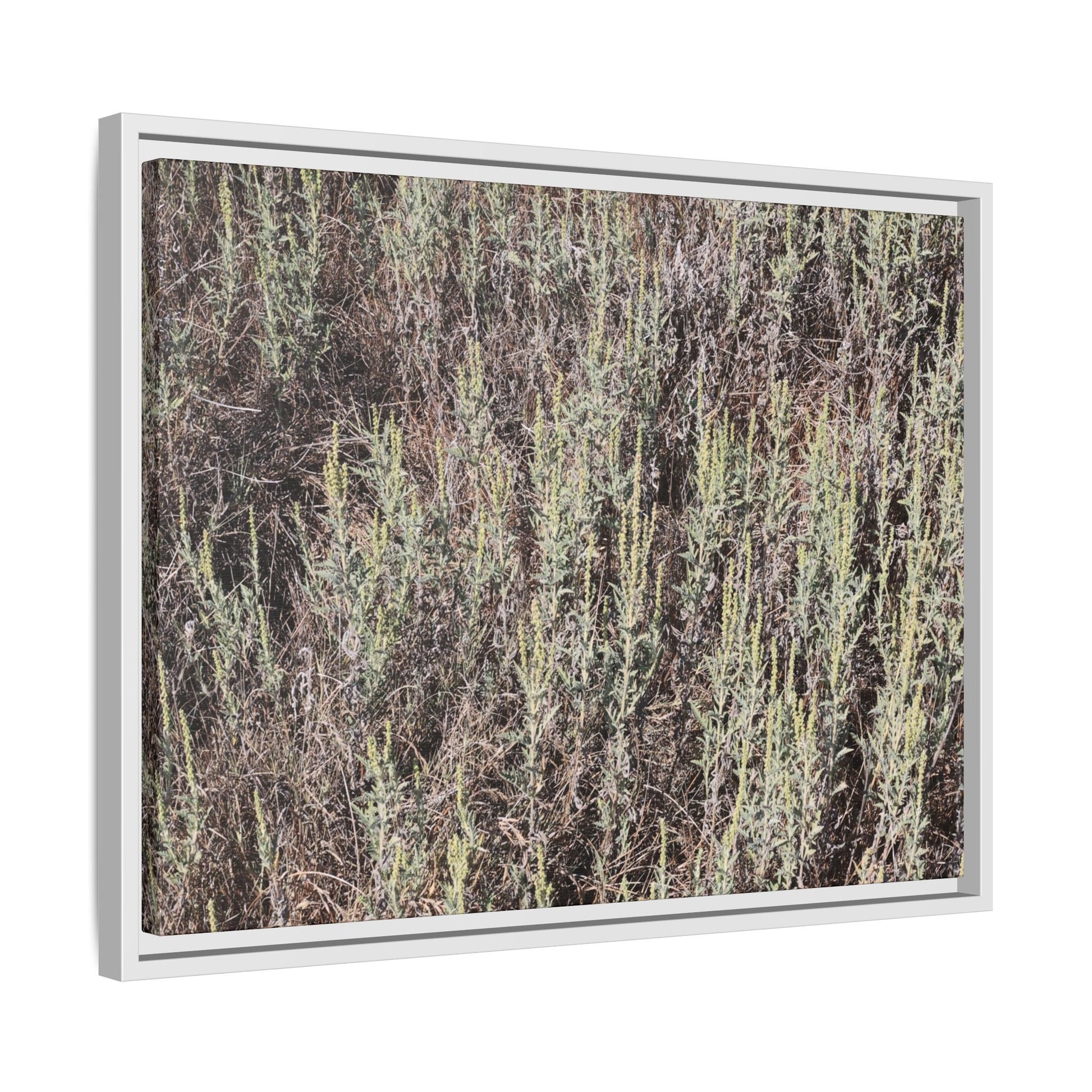Sage Fields Forever - Unique Stretched Canvas Wall Art - Art By Earth