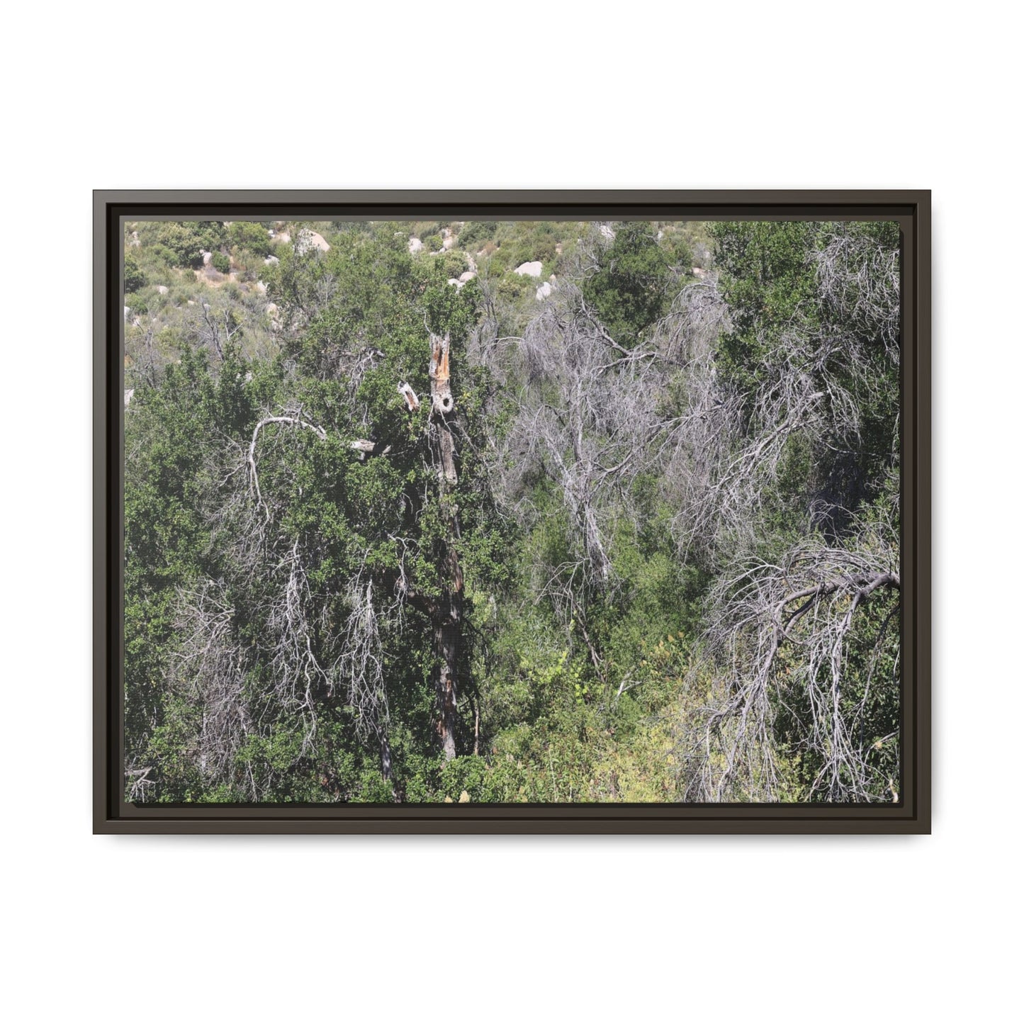 Forest Decline - Unique Stretched Canvas Wall Art