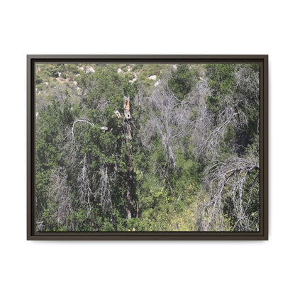 Forest Decline - Unique Stretched Canvas Wall Art