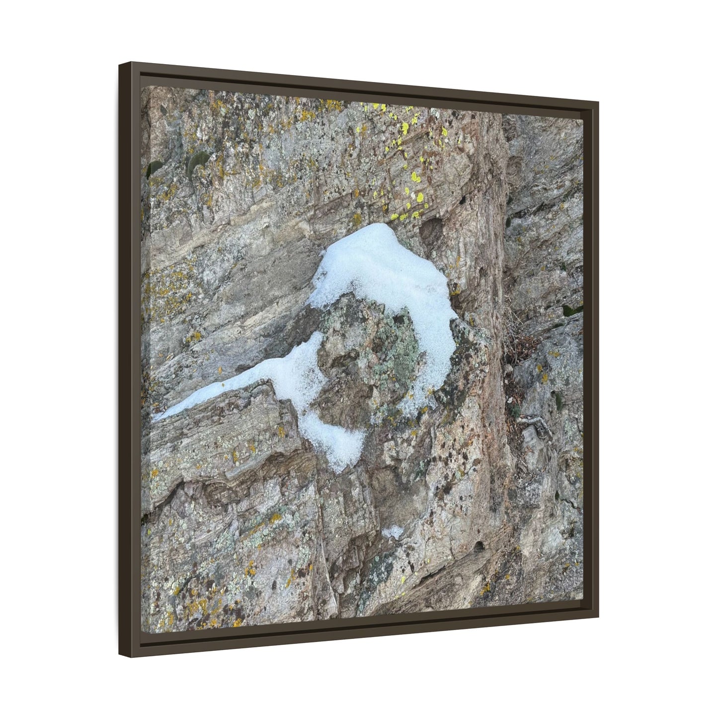 Lichen's Embrace - Unique Stretched Canvas Wall Art