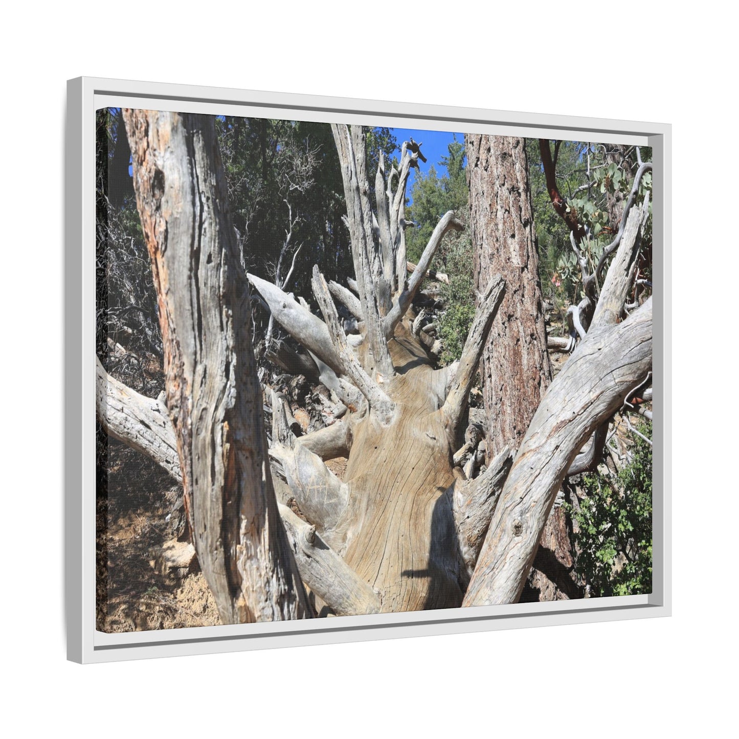Forest Sentinels - Unique Stretched Canvas Wall Art