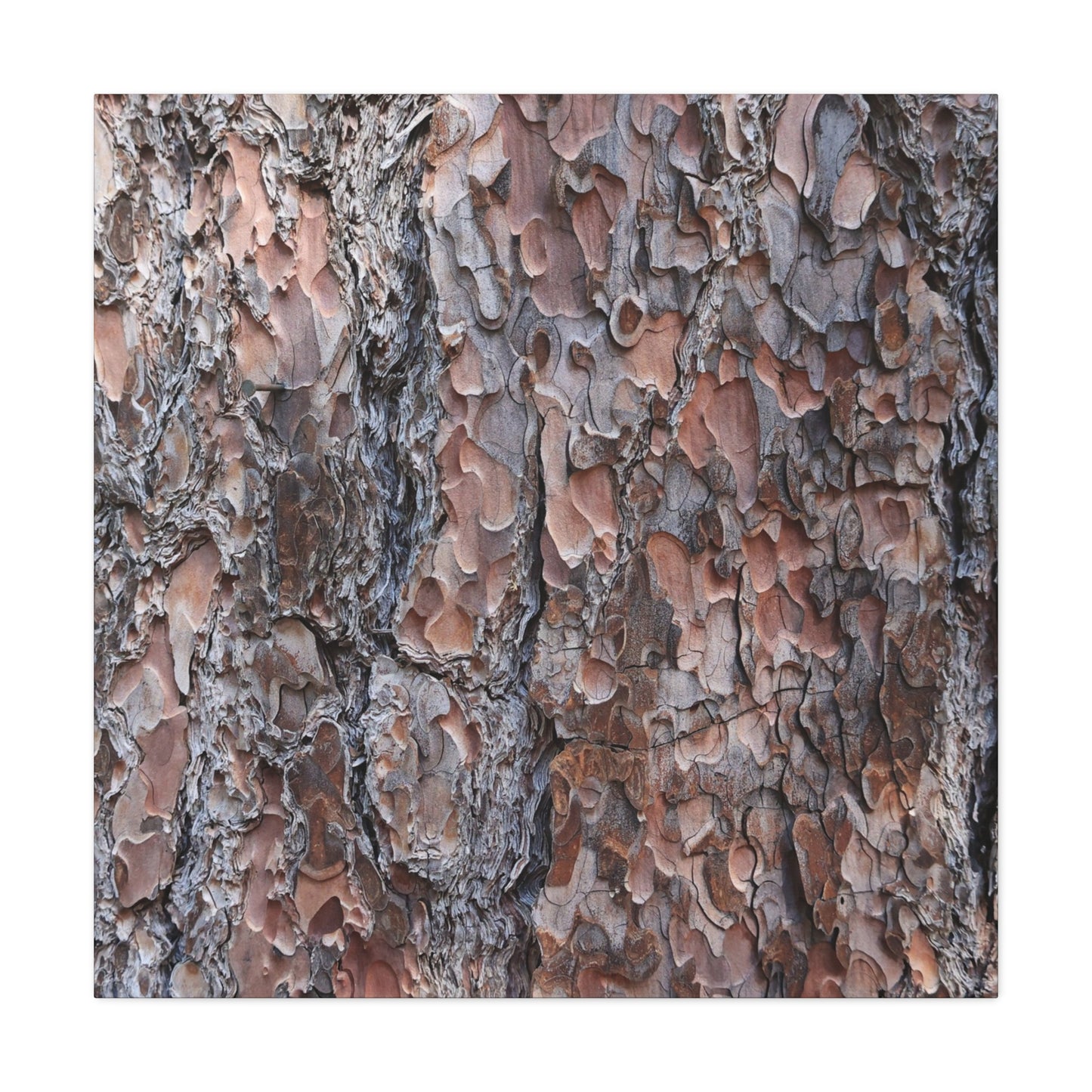 Woodland Armor - Unique Frameless Canvas Wall Art - Art By Earth