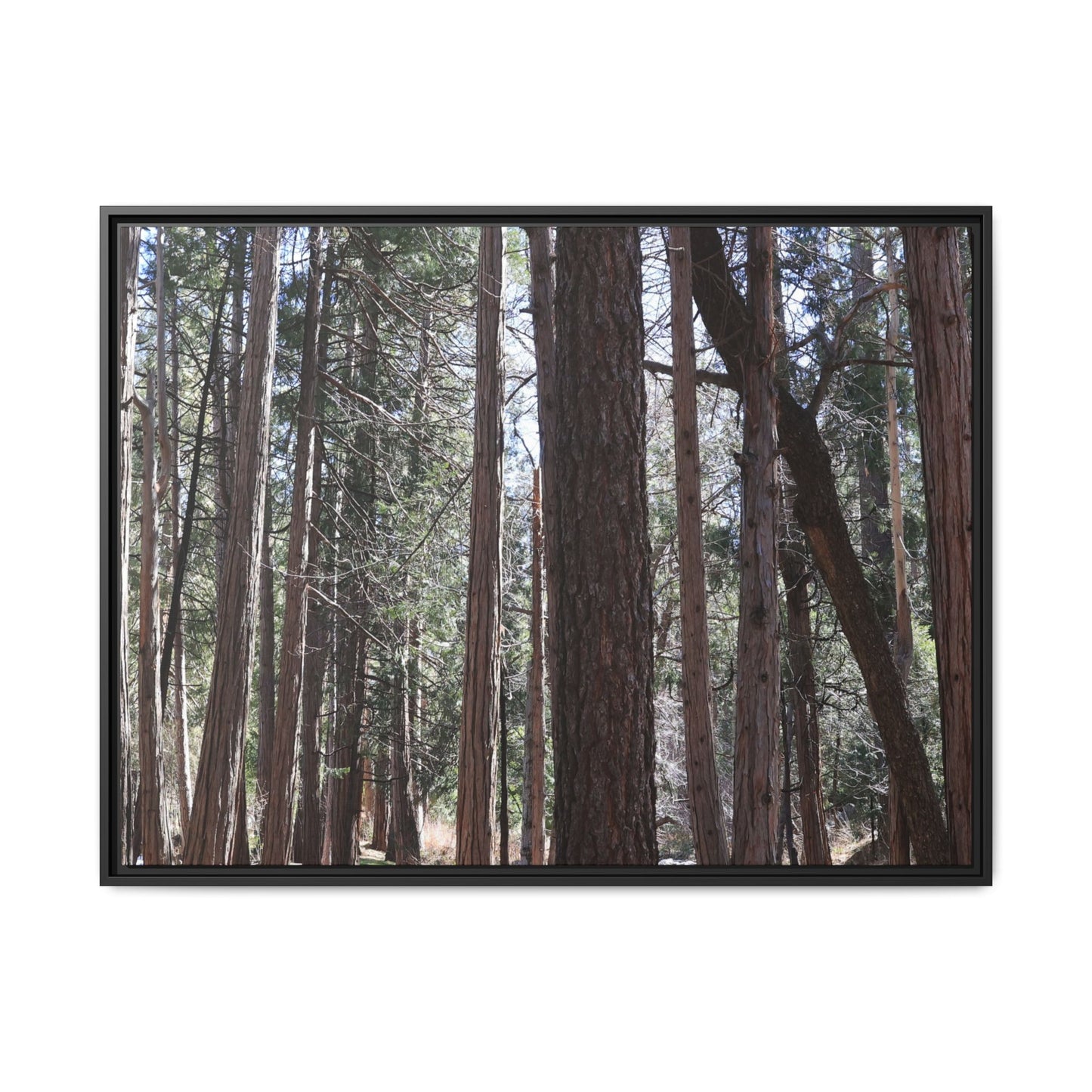 Forest Cathedral - Unique Stretched Canvas Wall Art - Art By Earth