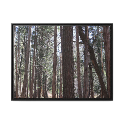 Forest Cathedral - Unique Stretched Canvas Wall Art - Art By Earth