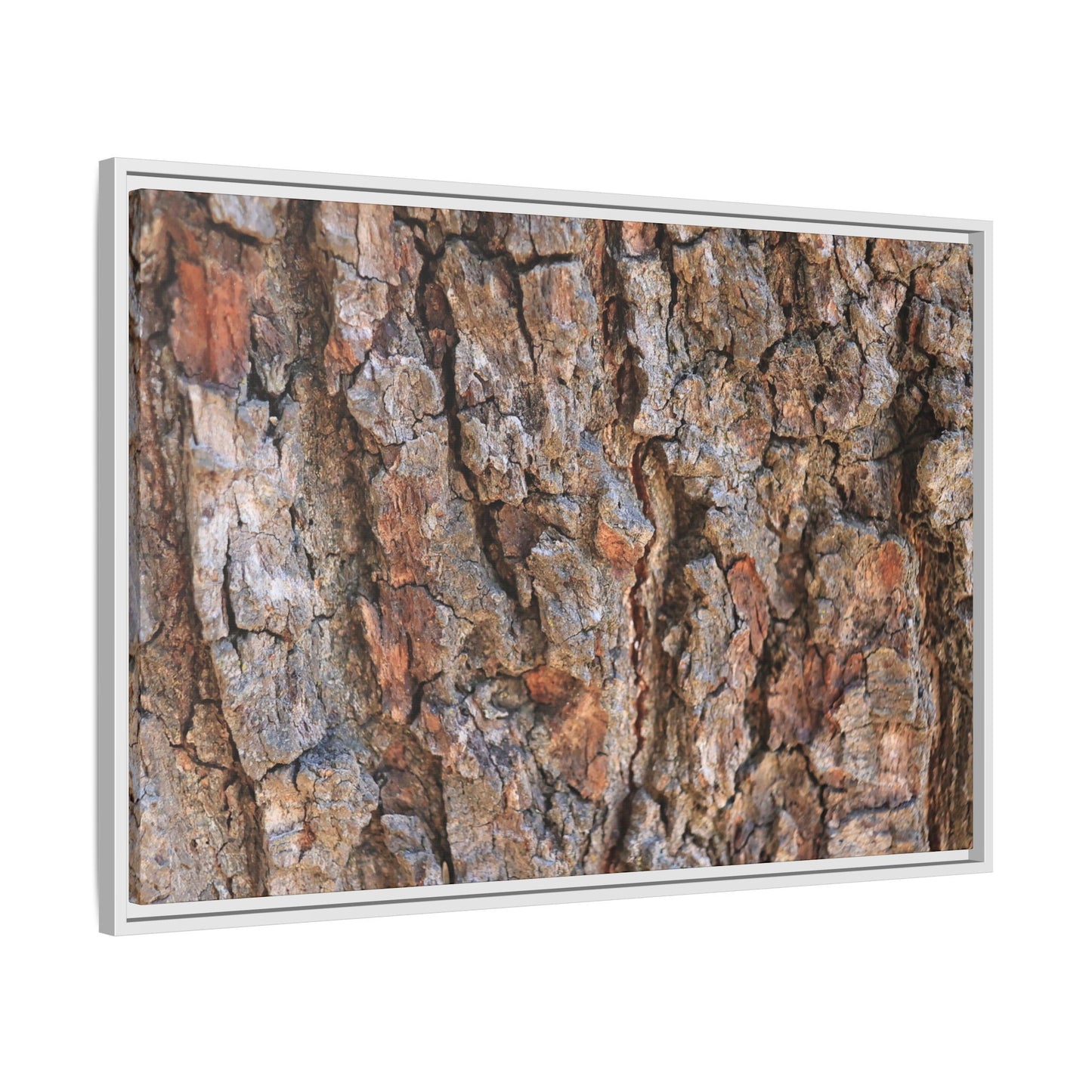 Tree's Timeworn Tale - Unique Stretched Canvas Wall Art - Art By Earth