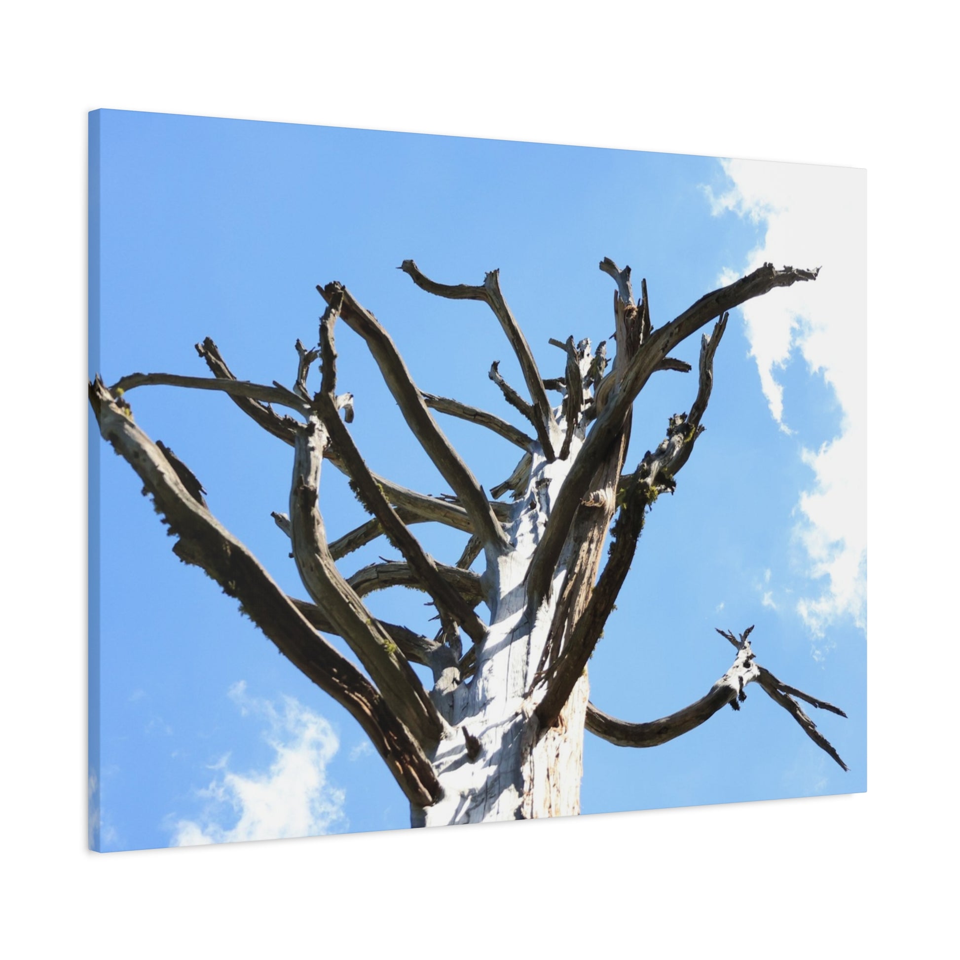Skeletal Branches Reaching - Unique Frameless Canvas Wall Art - Art By Earth