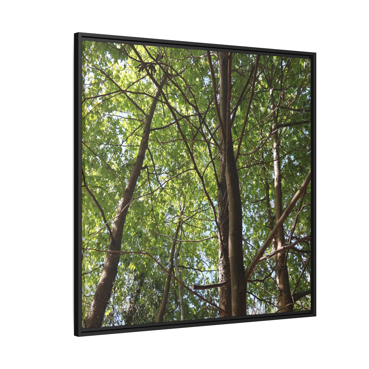 Forest Branches - Unique Stretched Canvas Wall Art