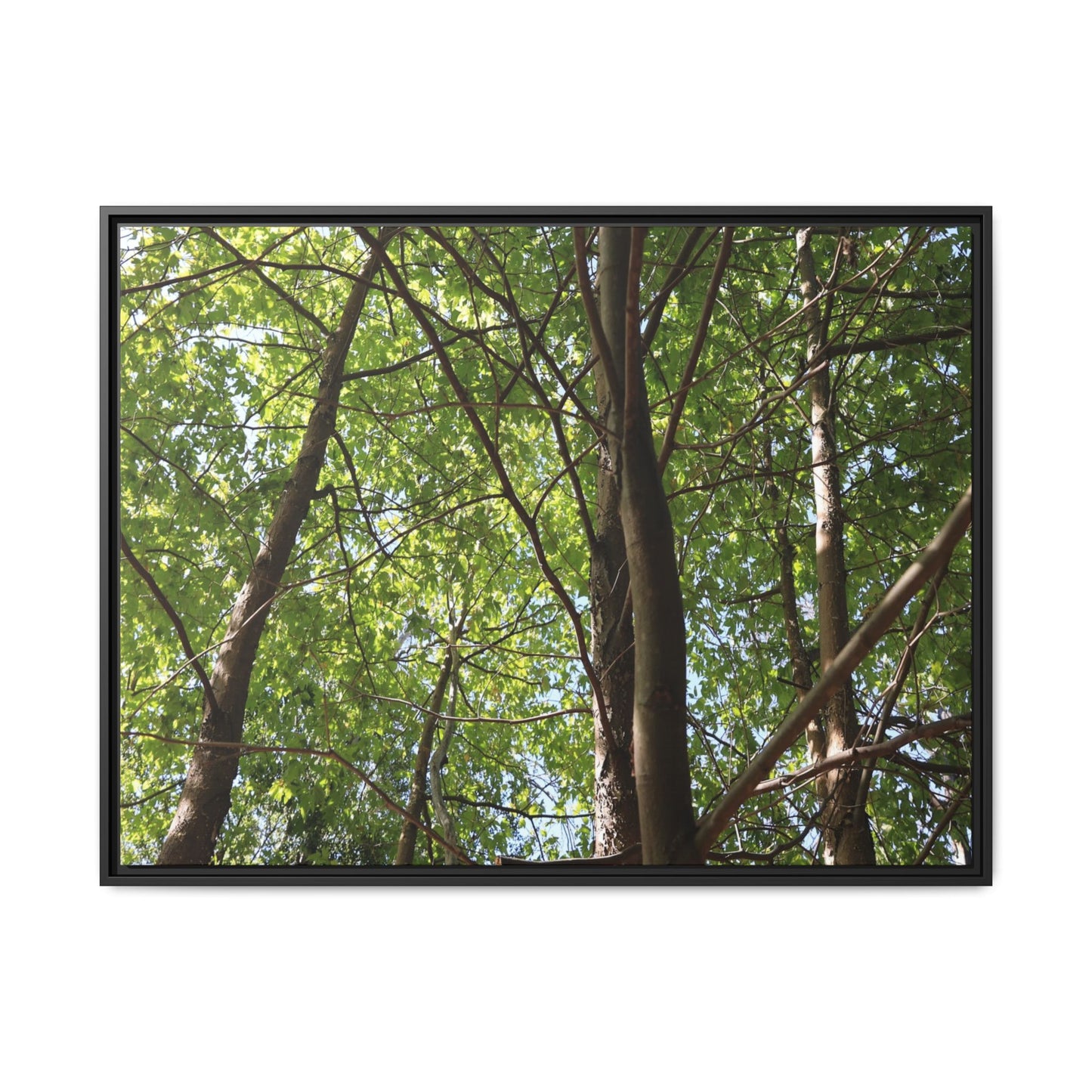 Forest Branches - Unique Stretched Canvas Wall Art