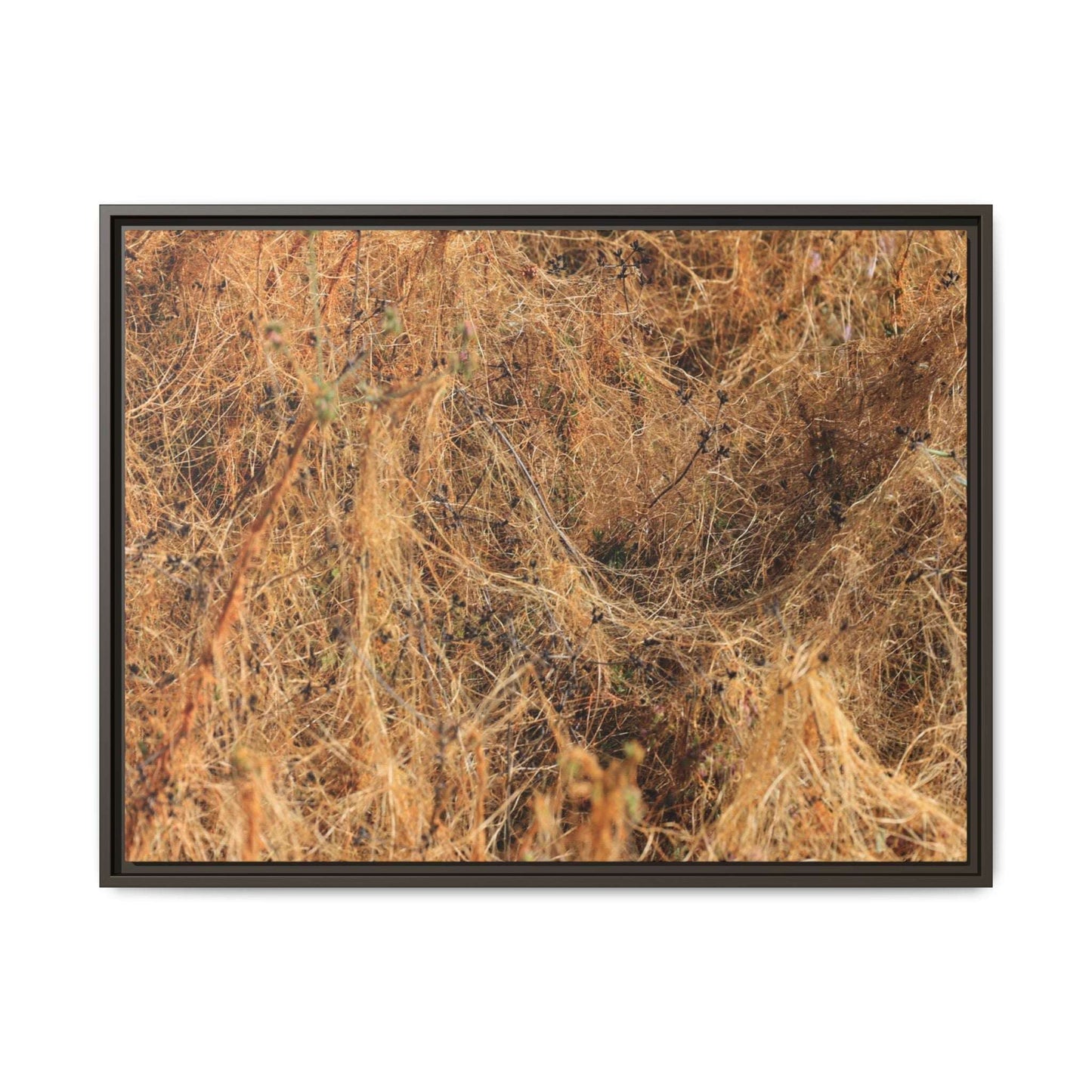 Dried Vegetation Study - Unique Stretched Canvas Wall Art - Art By Earth