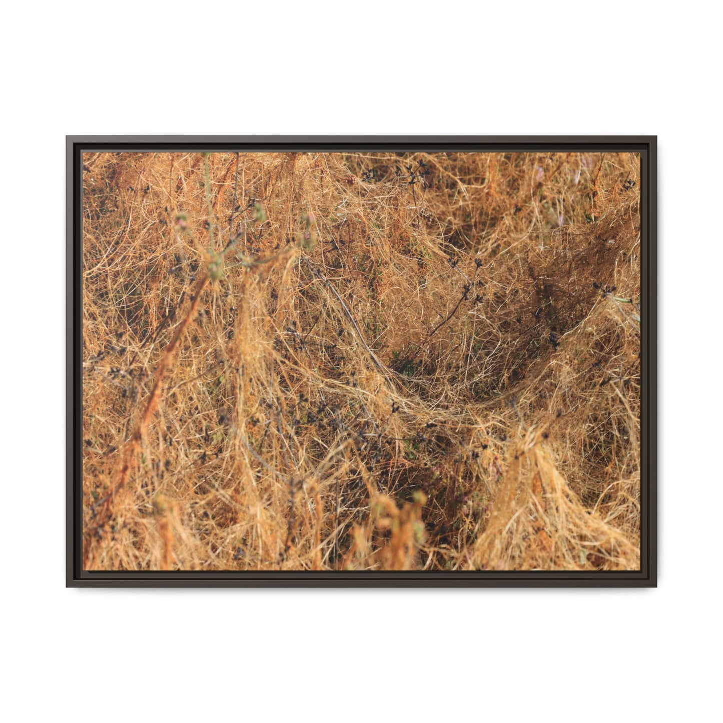 Dried Vegetation Study - Unique Stretched Canvas Wall Art - Art By Earth
