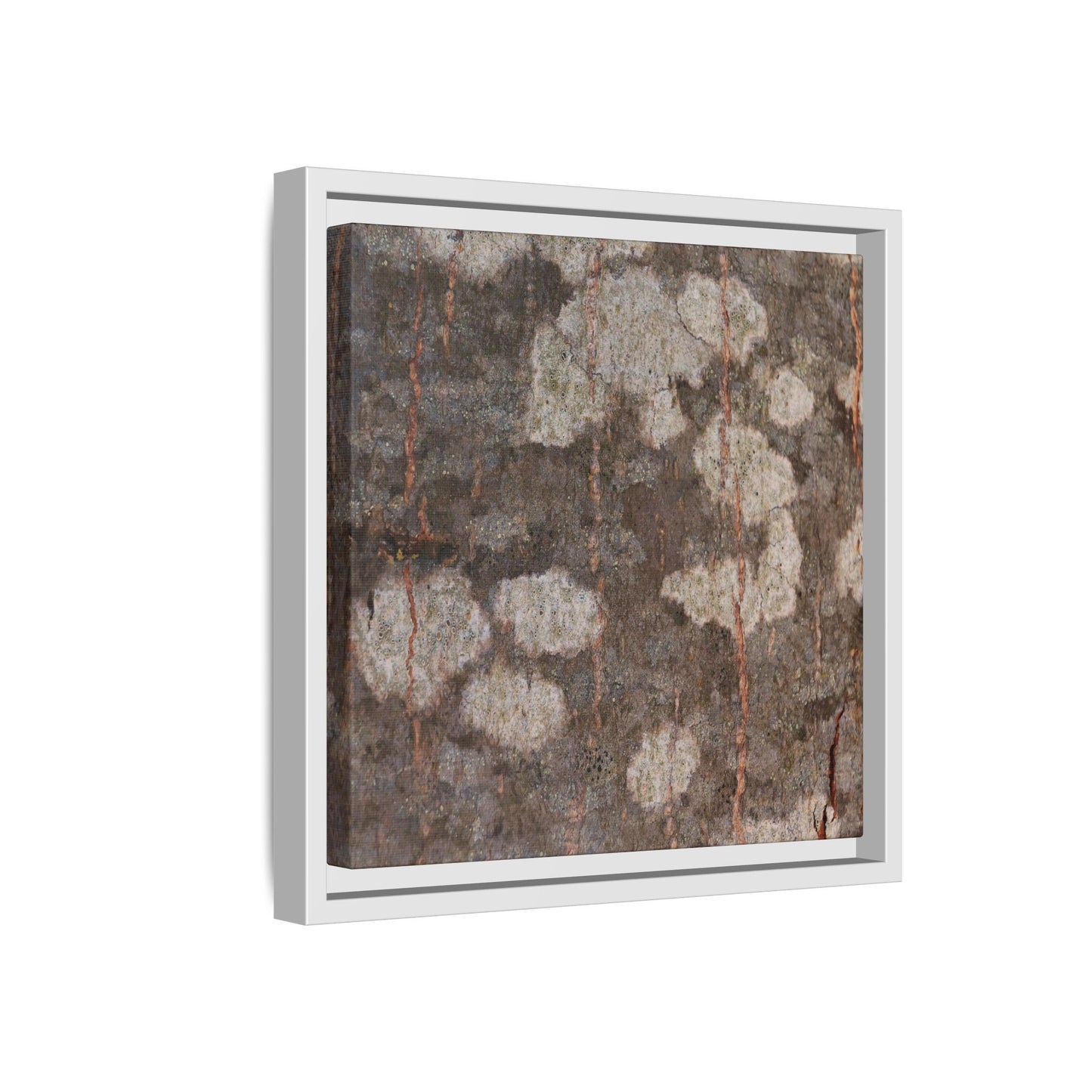 Lichen's Legacy - Unique Stretched Canvas Wall Art - Art By Earth