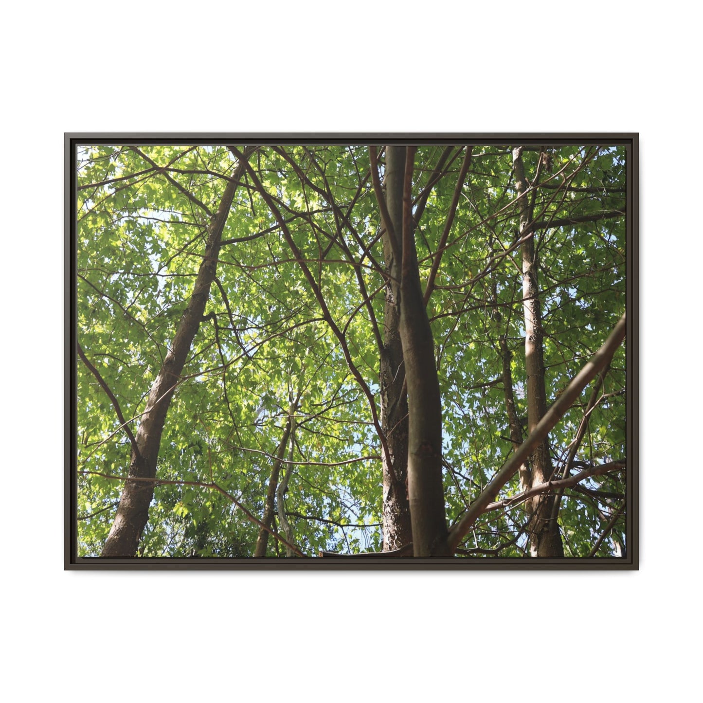 Forest Branches - Unique Stretched Canvas Wall Art