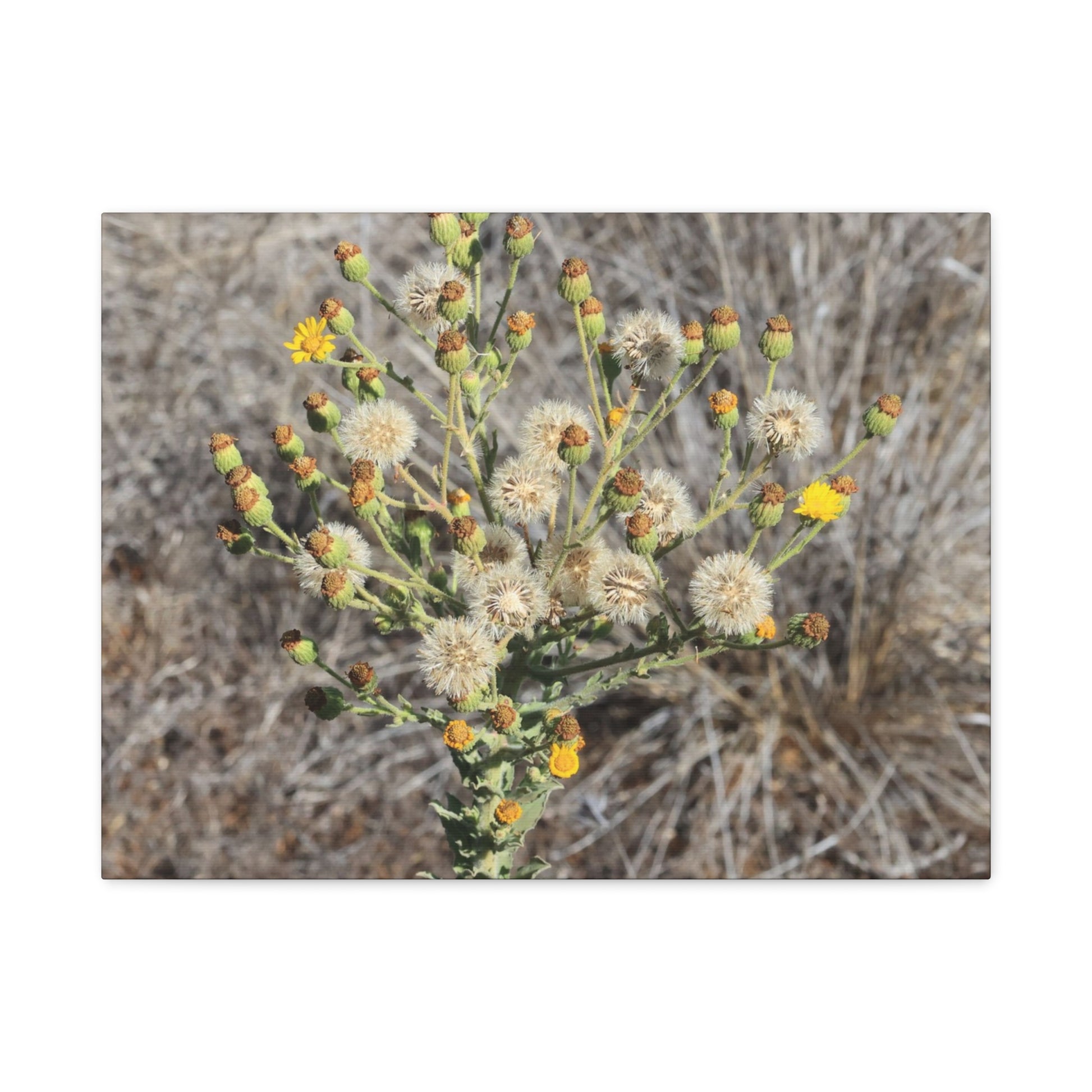 Whispers of the Dry Meadow - Unique Stretched Canvas Wall Art - Art By Earth