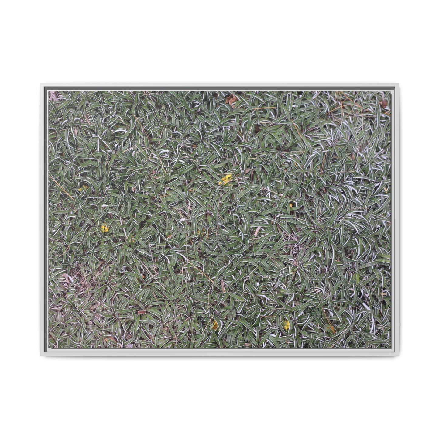Grassy Texture - Unique Stretched Canvas Wall Art - Art By Earth