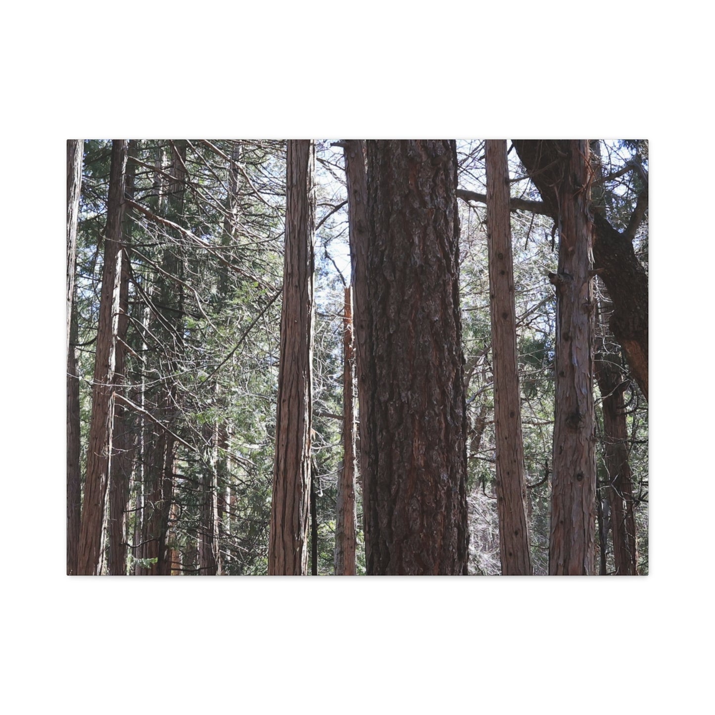 Vertical Sentinels - Unique Frameless Canvas Wall Art - Art By Earth