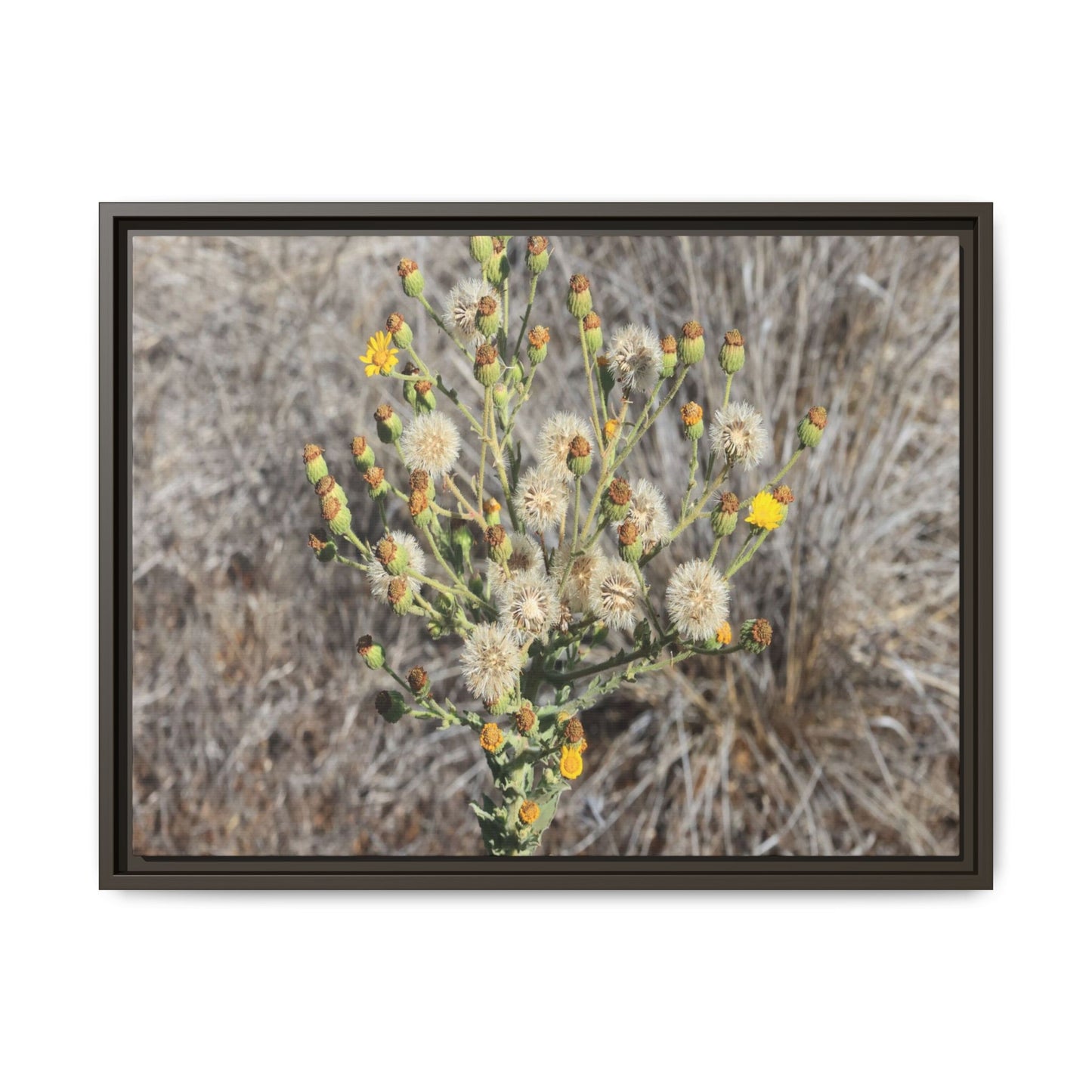 Whispers of the Dry Grass - Unique Stretched Canvas Wall Art - Art By Earth