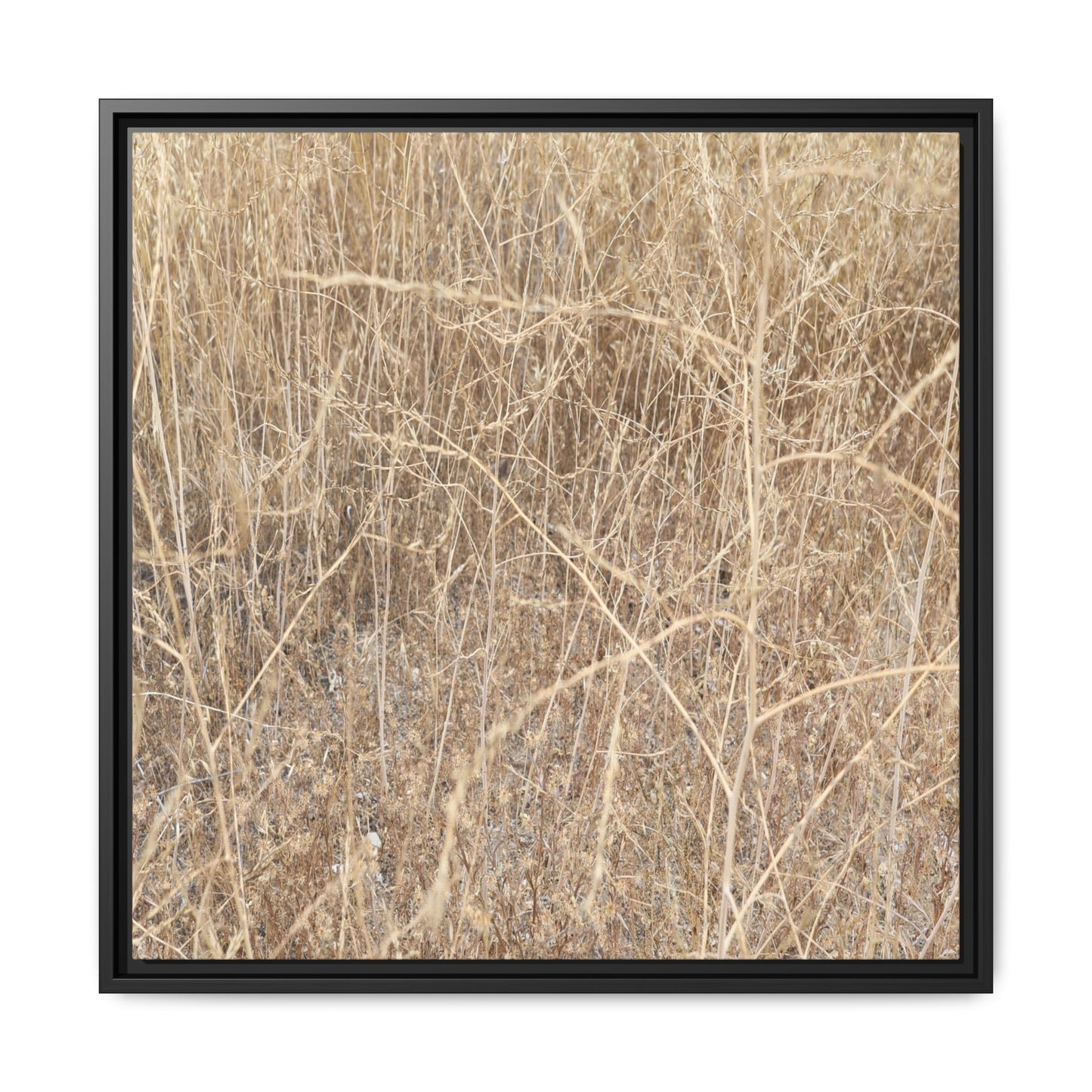 Golden Stalks - Unique Stretched Canvas Wall Art - Art By Earth